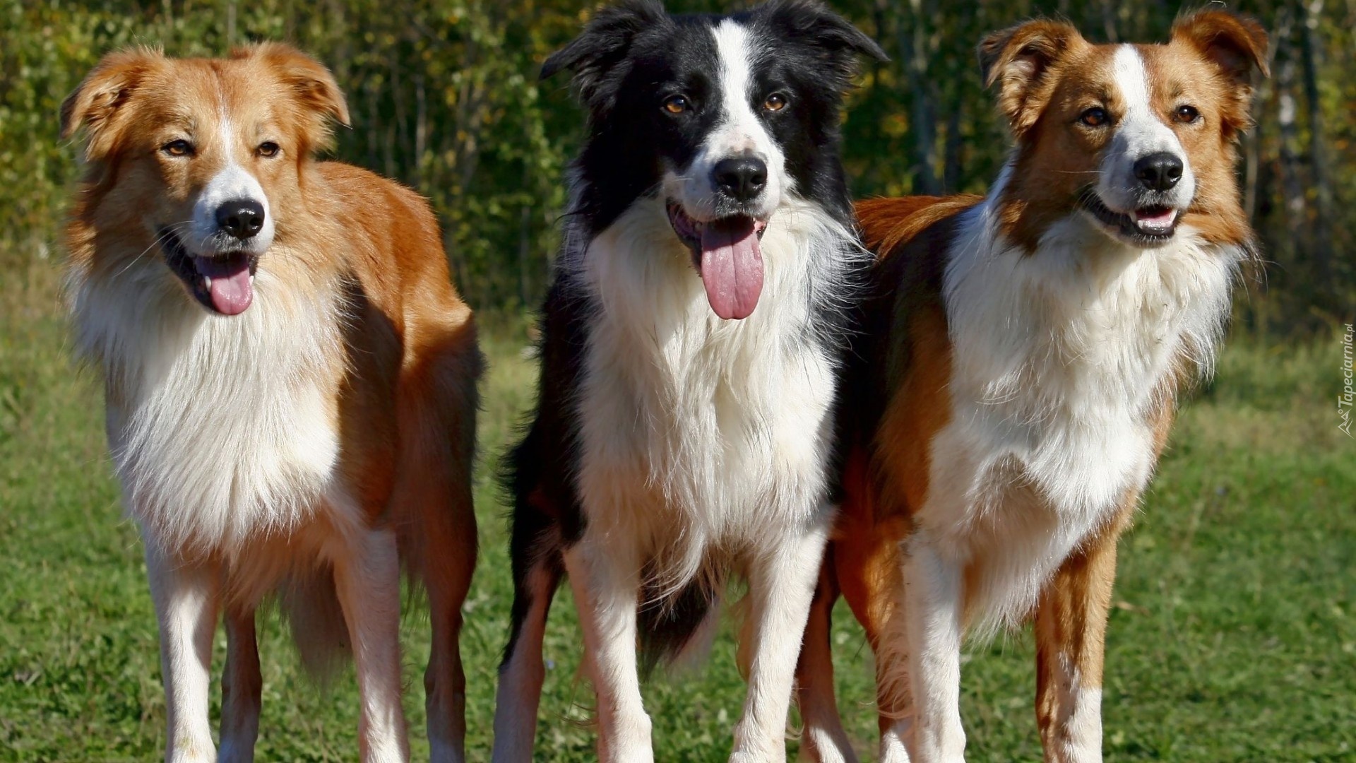 Trzy,,Pieski, Języki, Border Collie