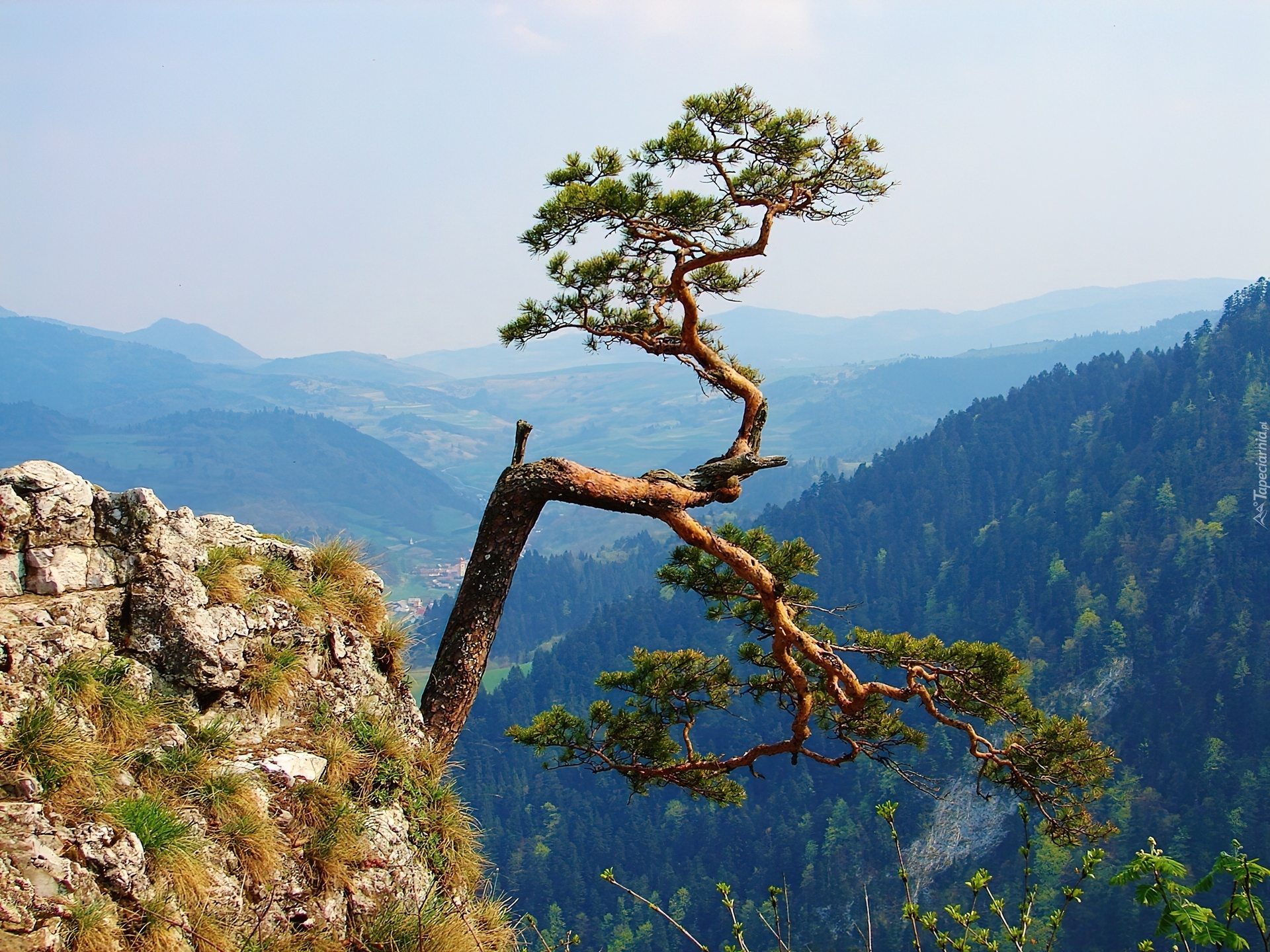 Sosna, Góry, Widok, Pieniny, Sokolica