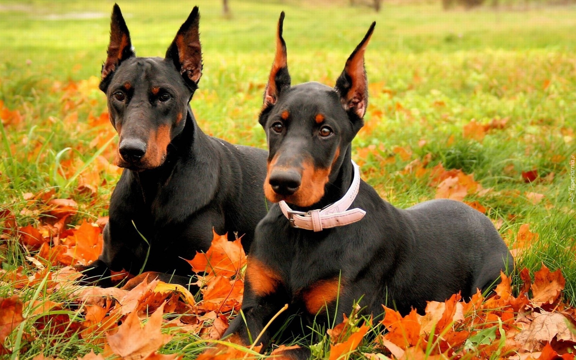 Dobermany, Liście