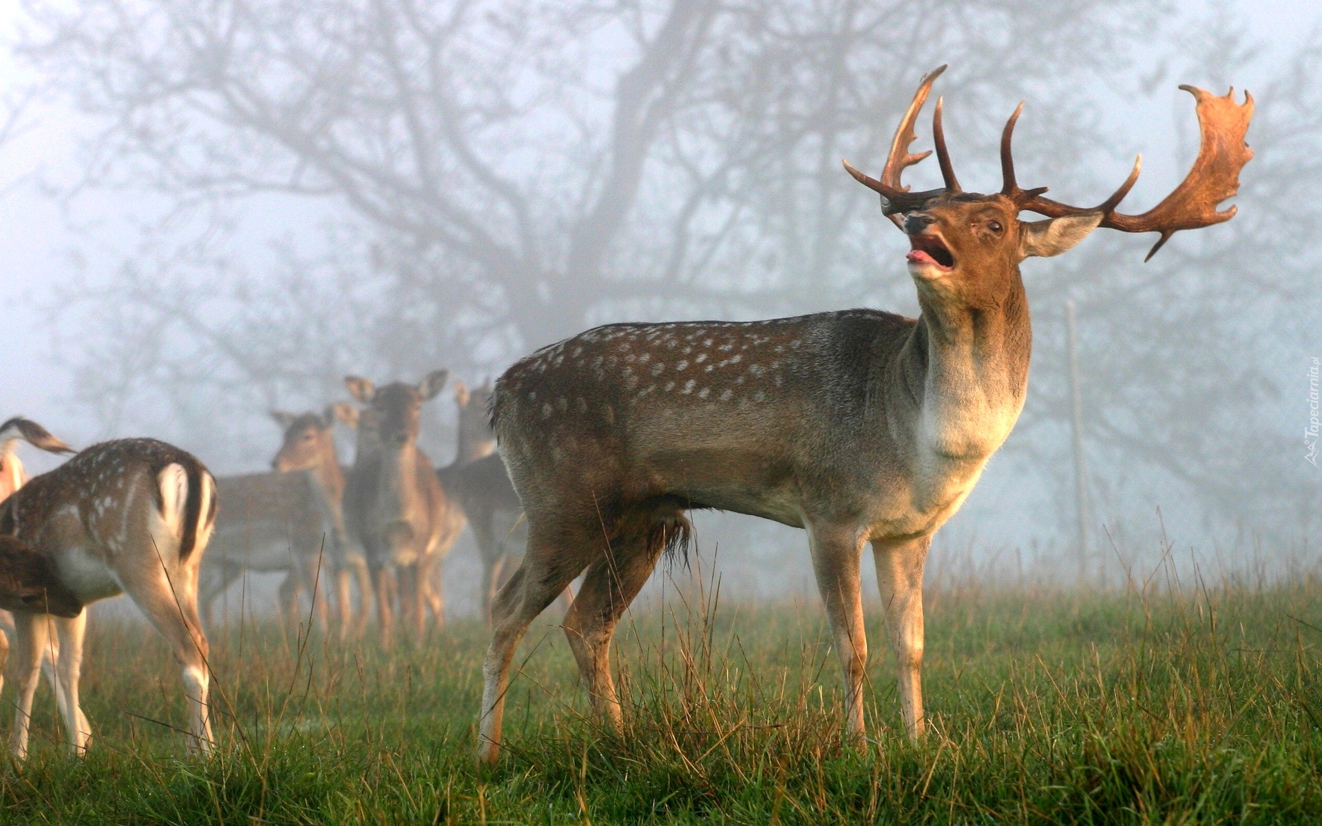 Jelenie, Łąka, Mgła