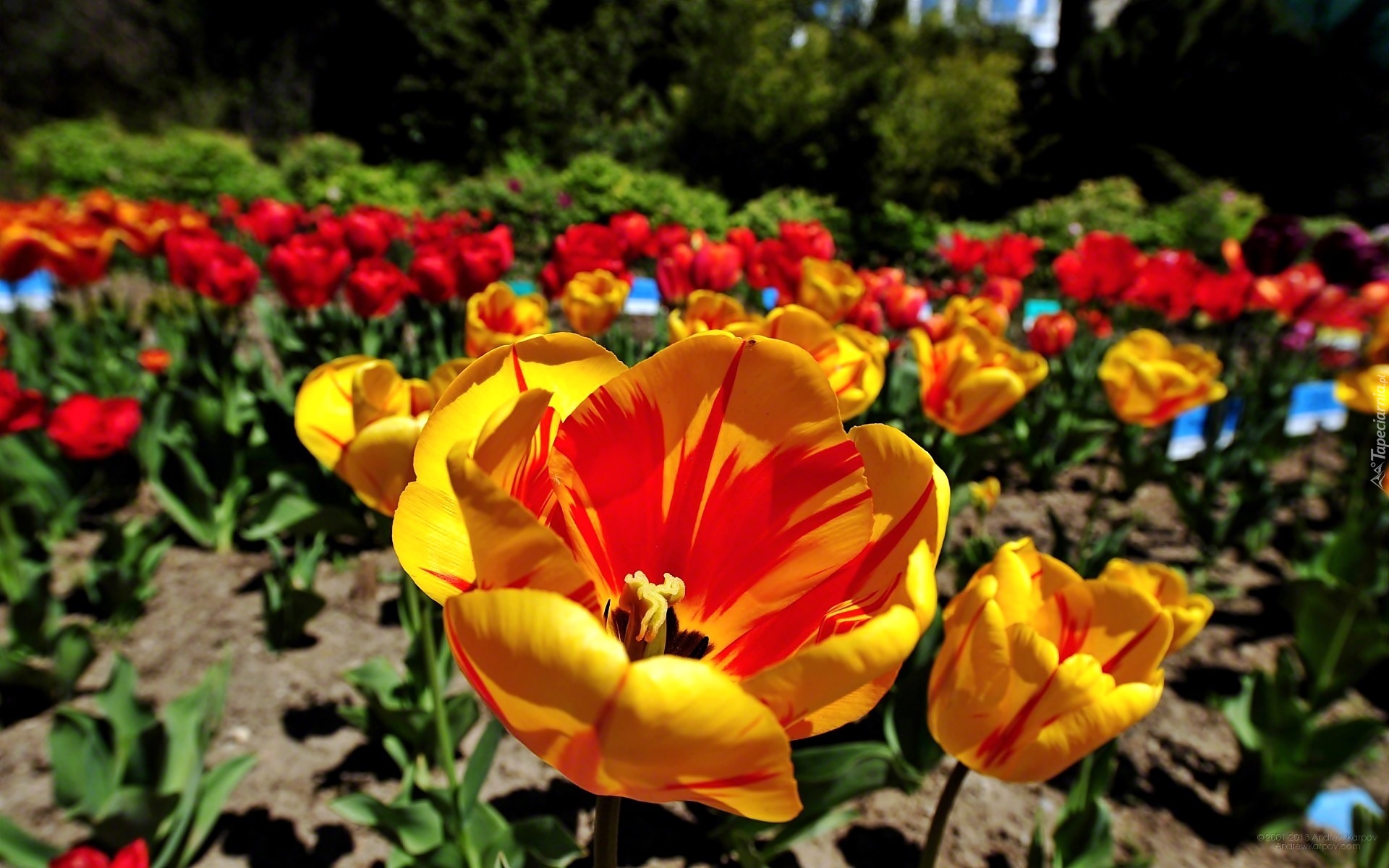 Ogród, Tulipany, Rozmycie