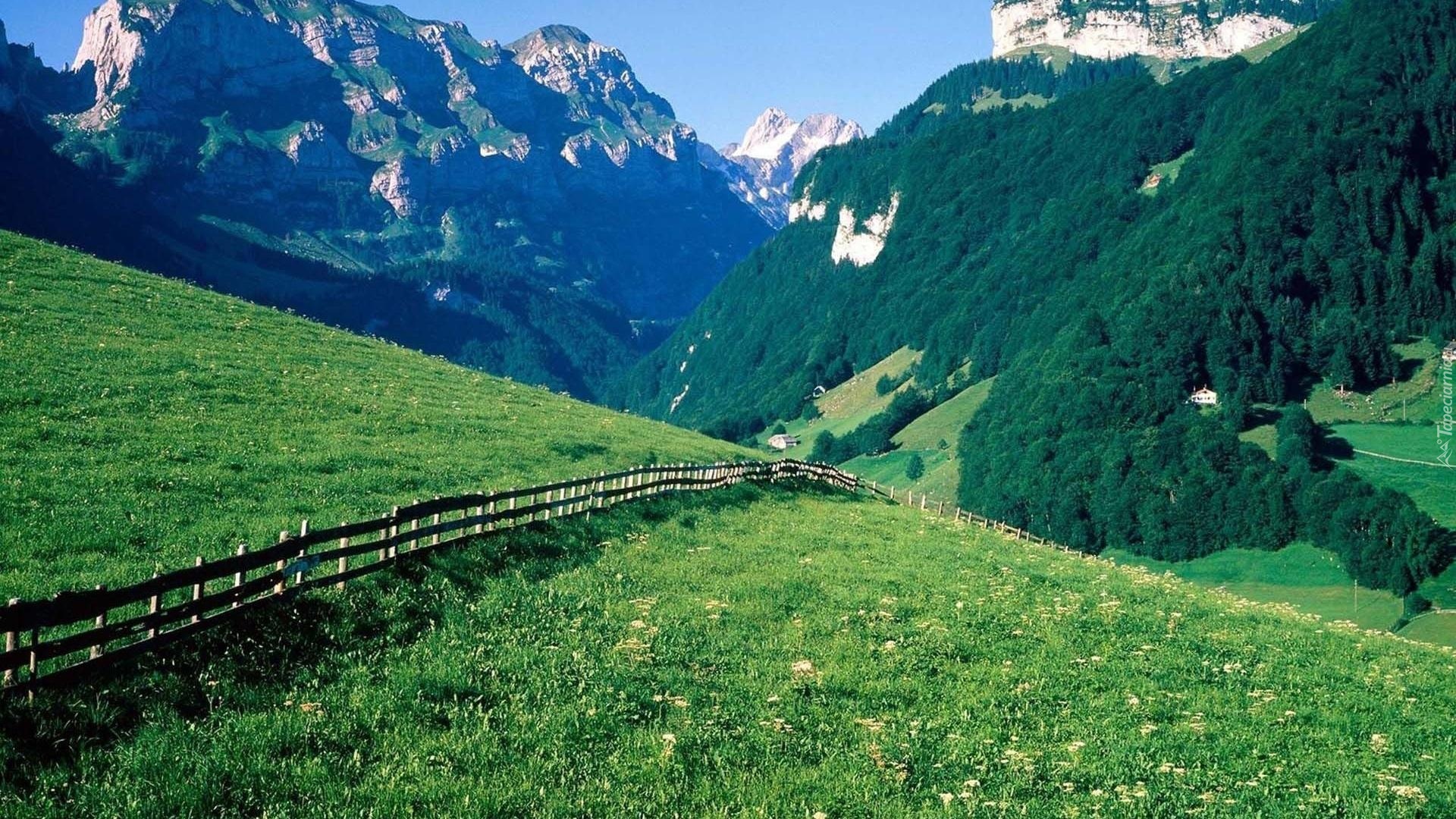 Góry, Las, Łąka, Ogrodzenie, Alpy, Szwajcaria