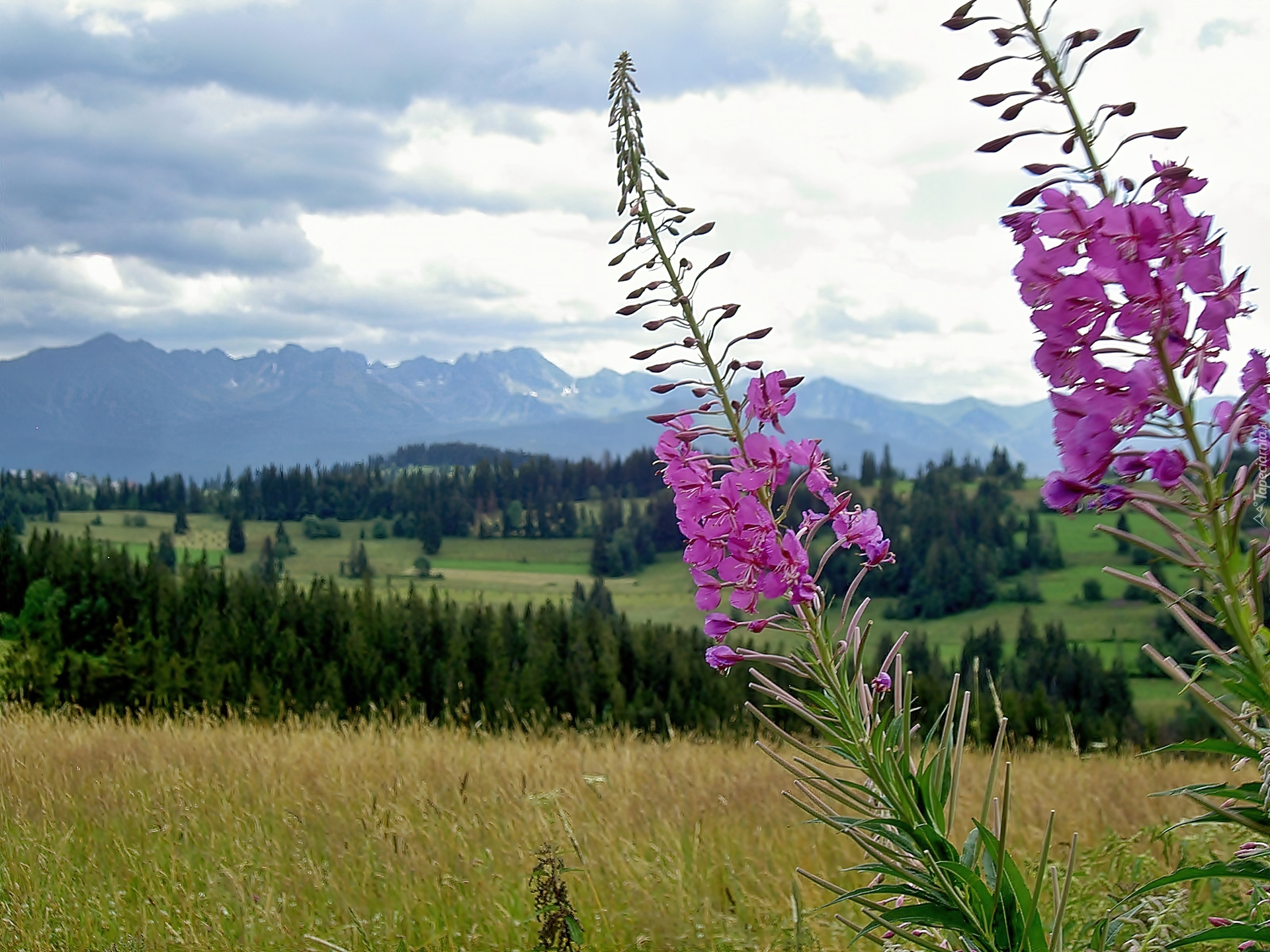 Tatry, Lasy, Pola, Łąka, Kwitnąca, Wierzbówka, Kiprzyca