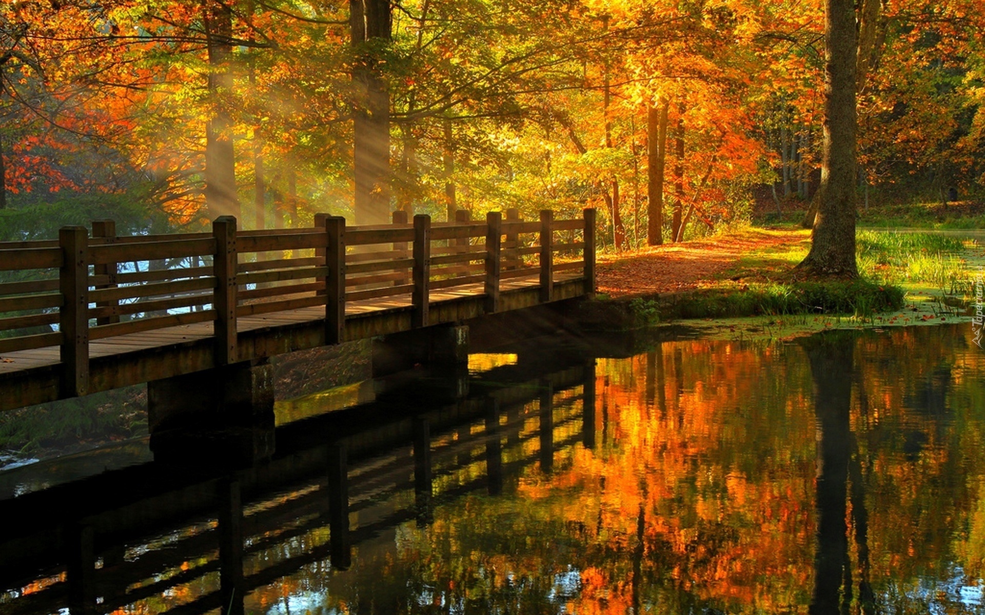 Park, Rzeka, Most, Światło, Jesień