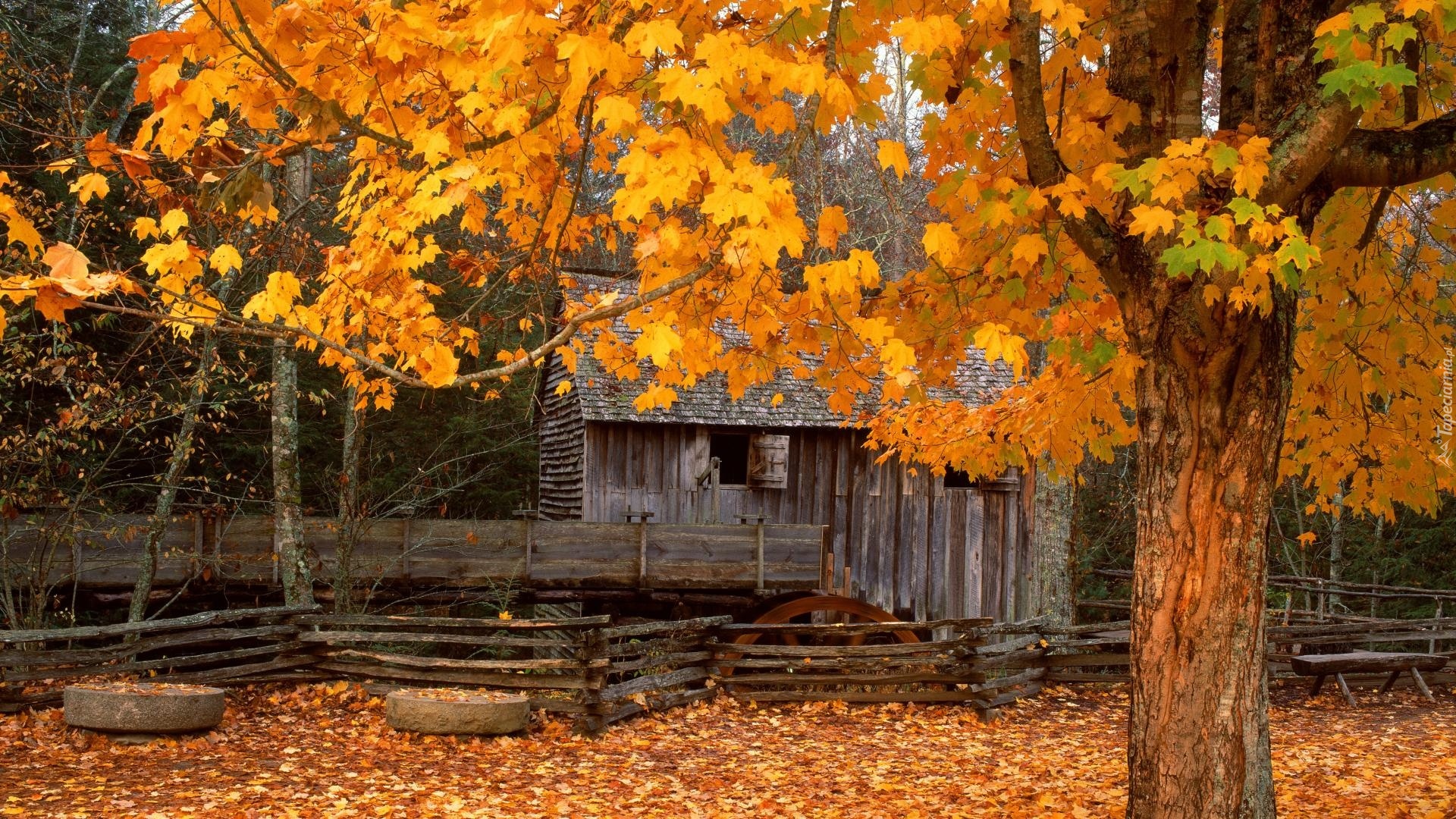 Dom, Drzewa, Jesień