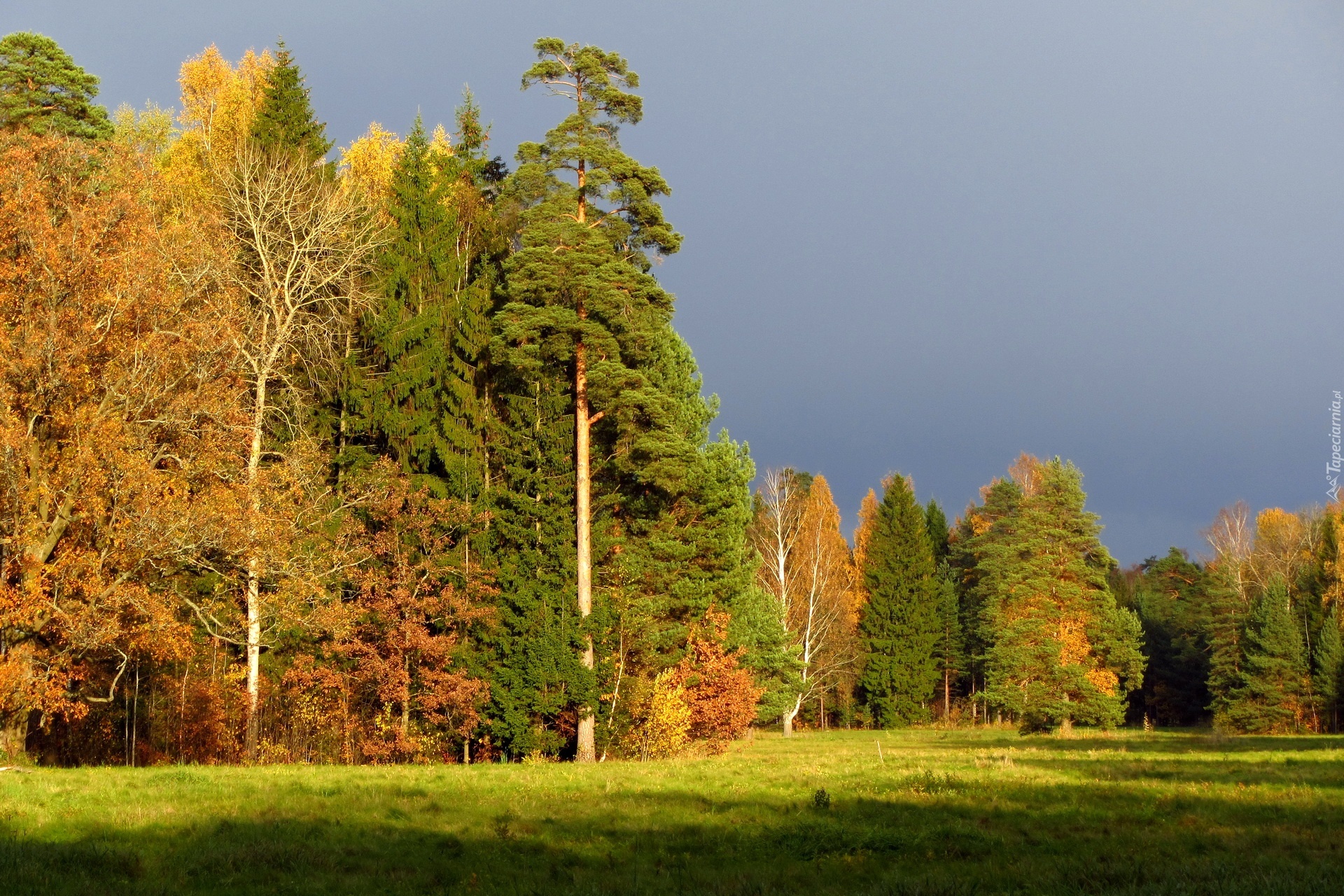 Pochmurne, Niebo, Las, Łąka, Światło, Cień