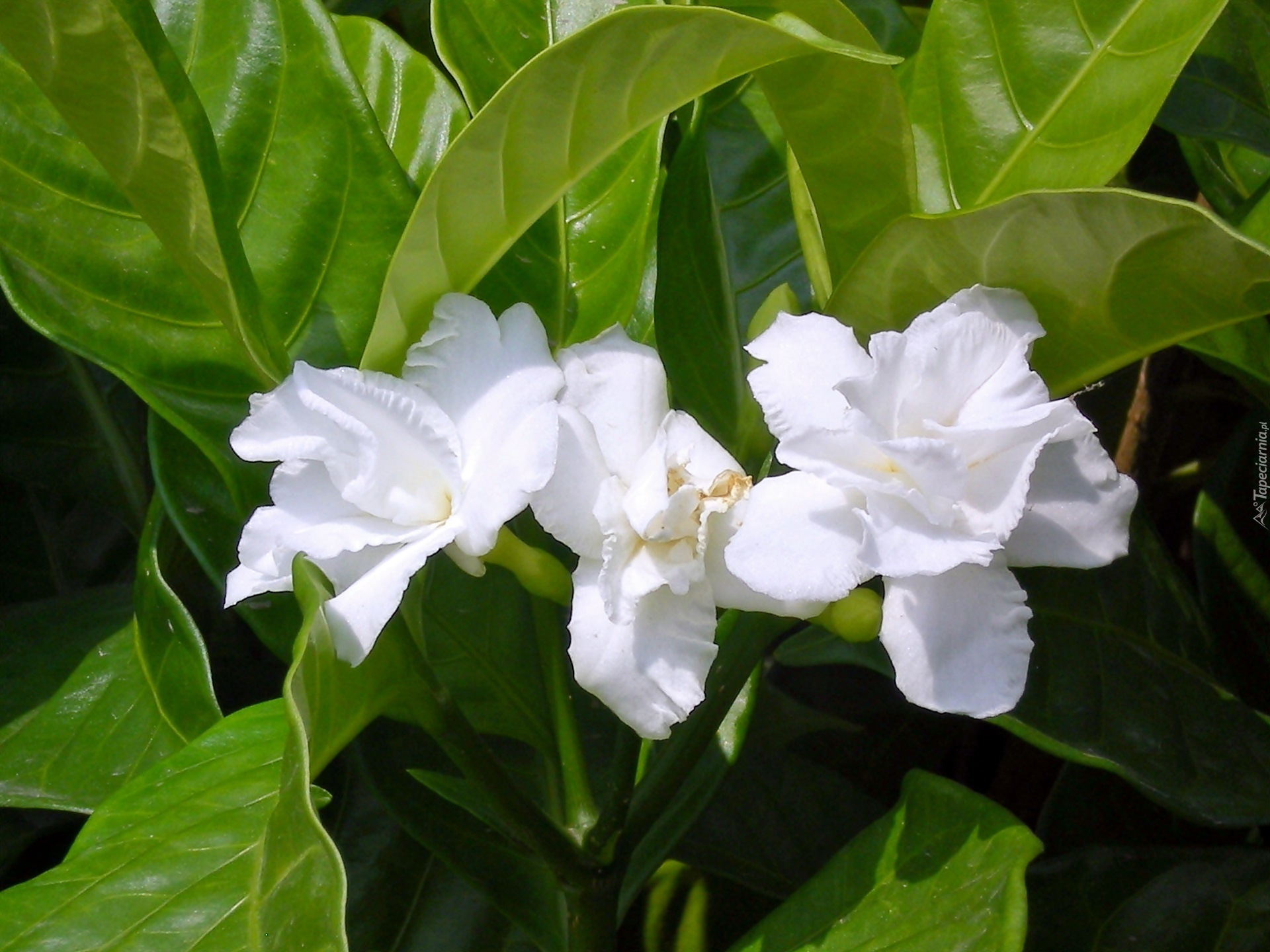 Biały, Kwiat, Gardenia