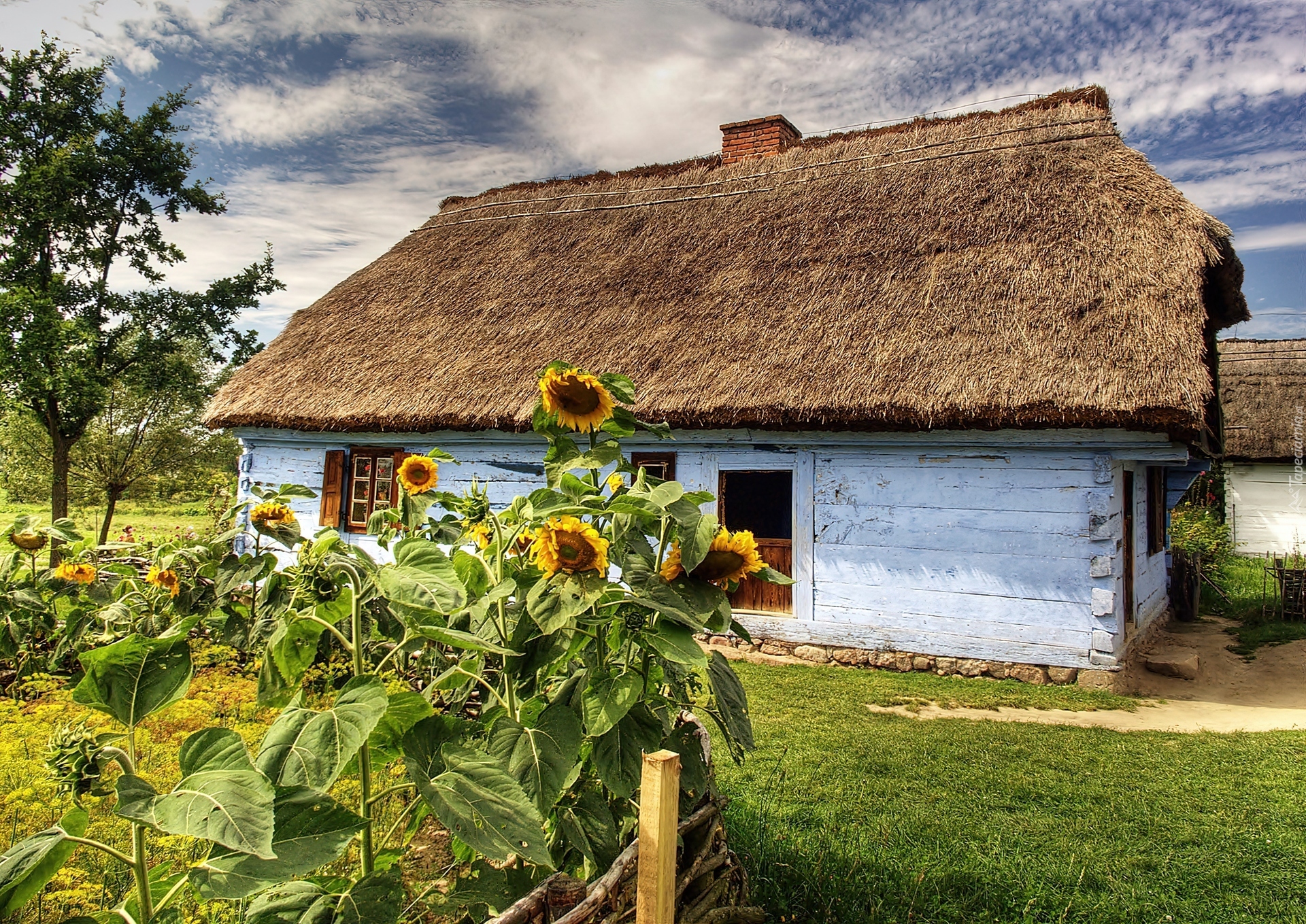 Sierpc, Skansen, Chałupa, Ogródek, Słoneczniki