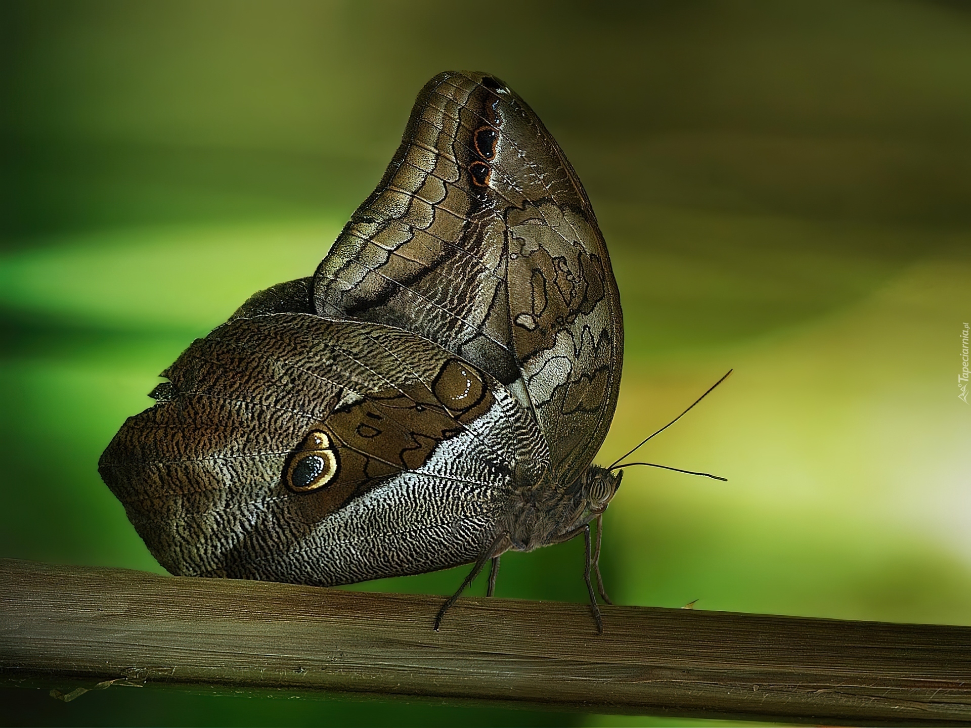 Motyl, Rozmycie