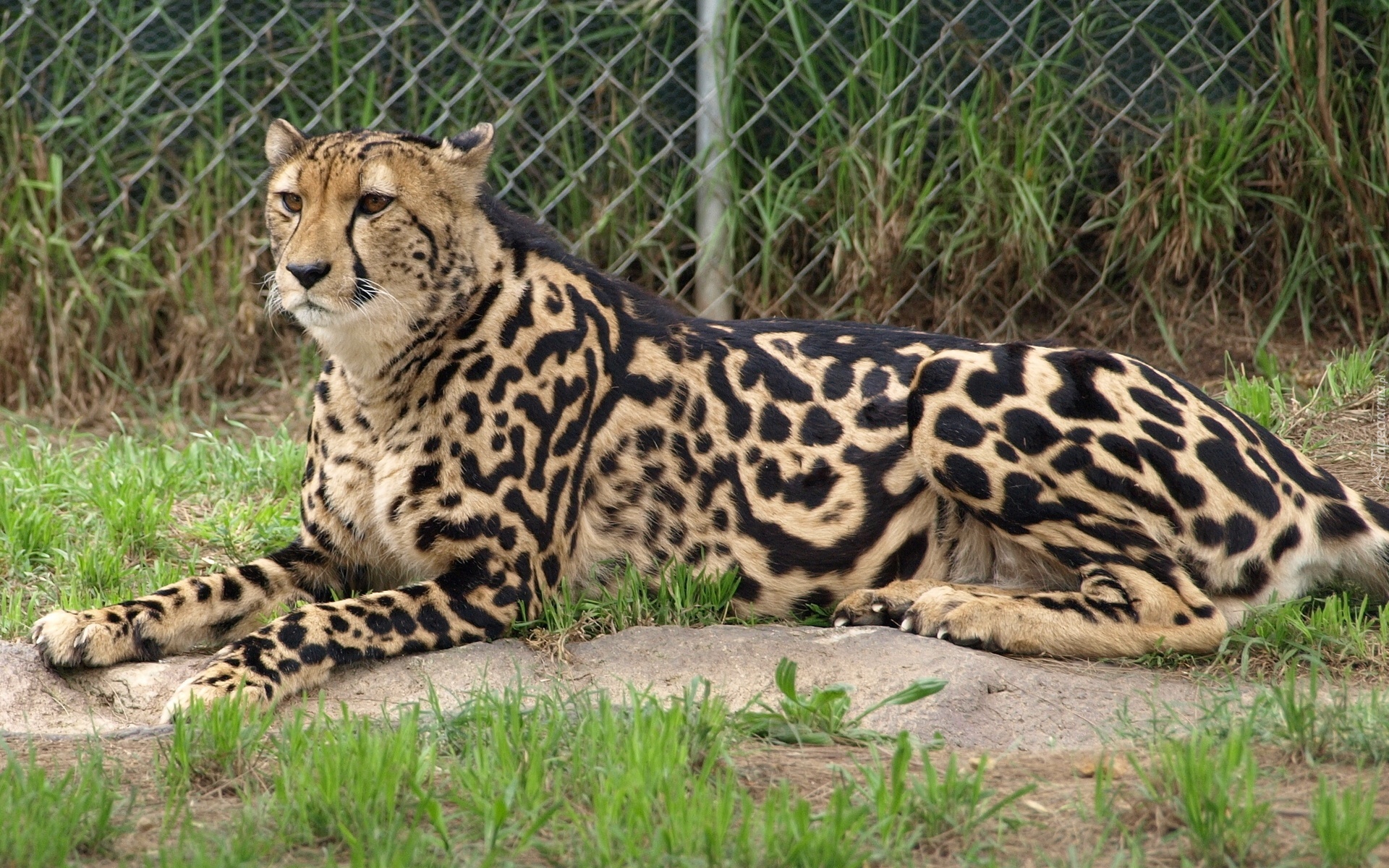 Gepard, Królewski, Ogród, Zoologiczny, Ogrodzenie