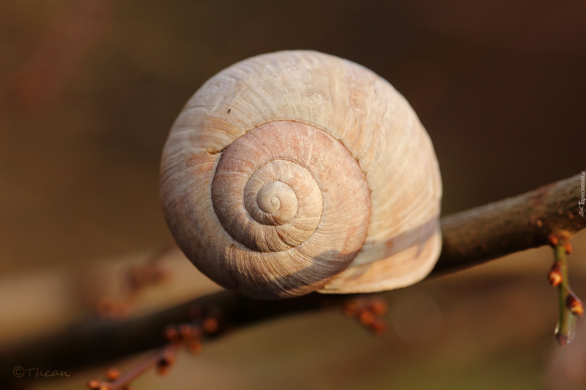 Muszla, Gałązka, Makro