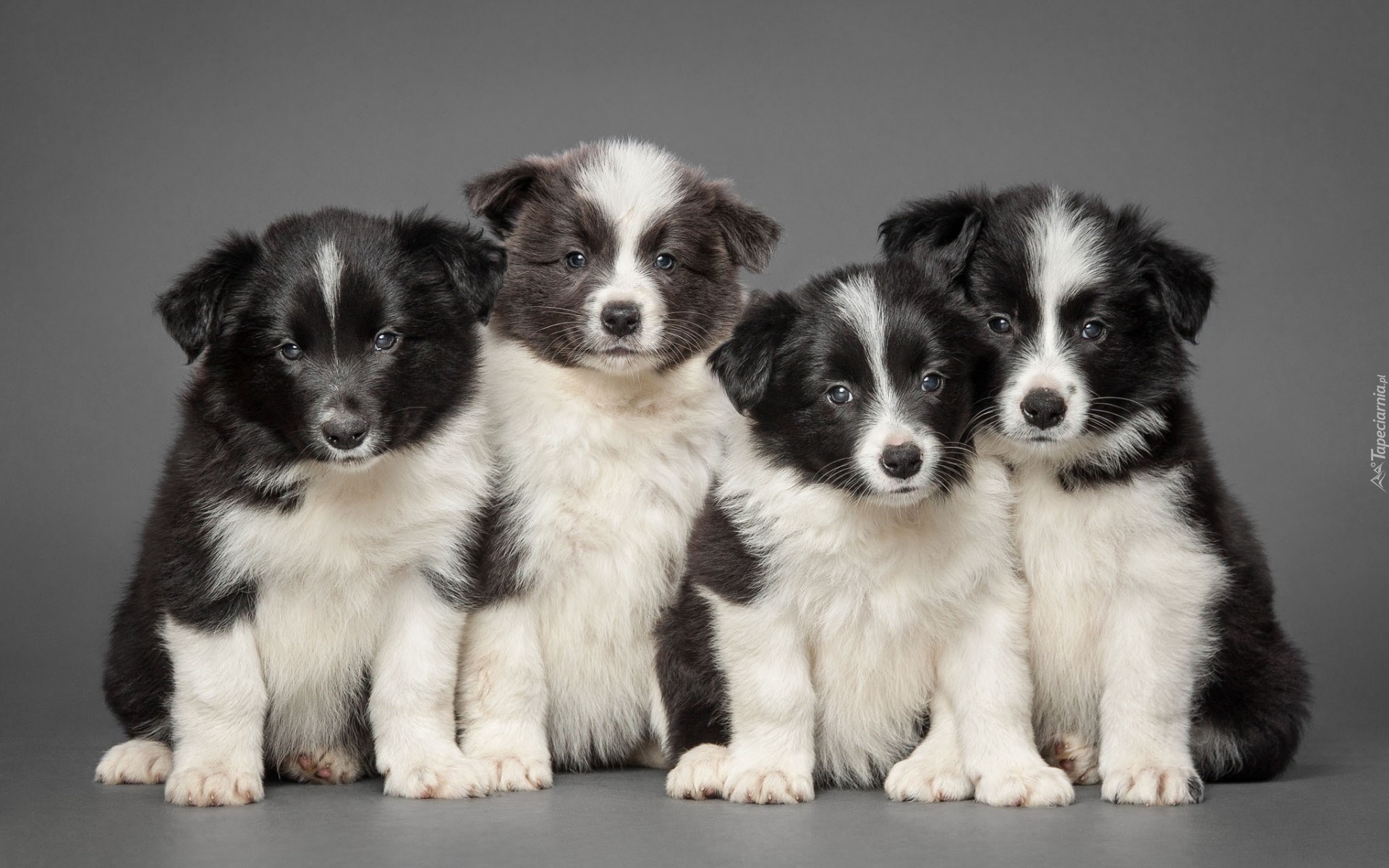 Szczeniaczki, Border Collie