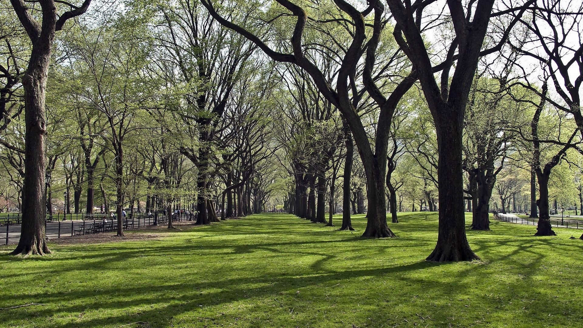 Park, Alejki, Trawa, Przebijające, Światło