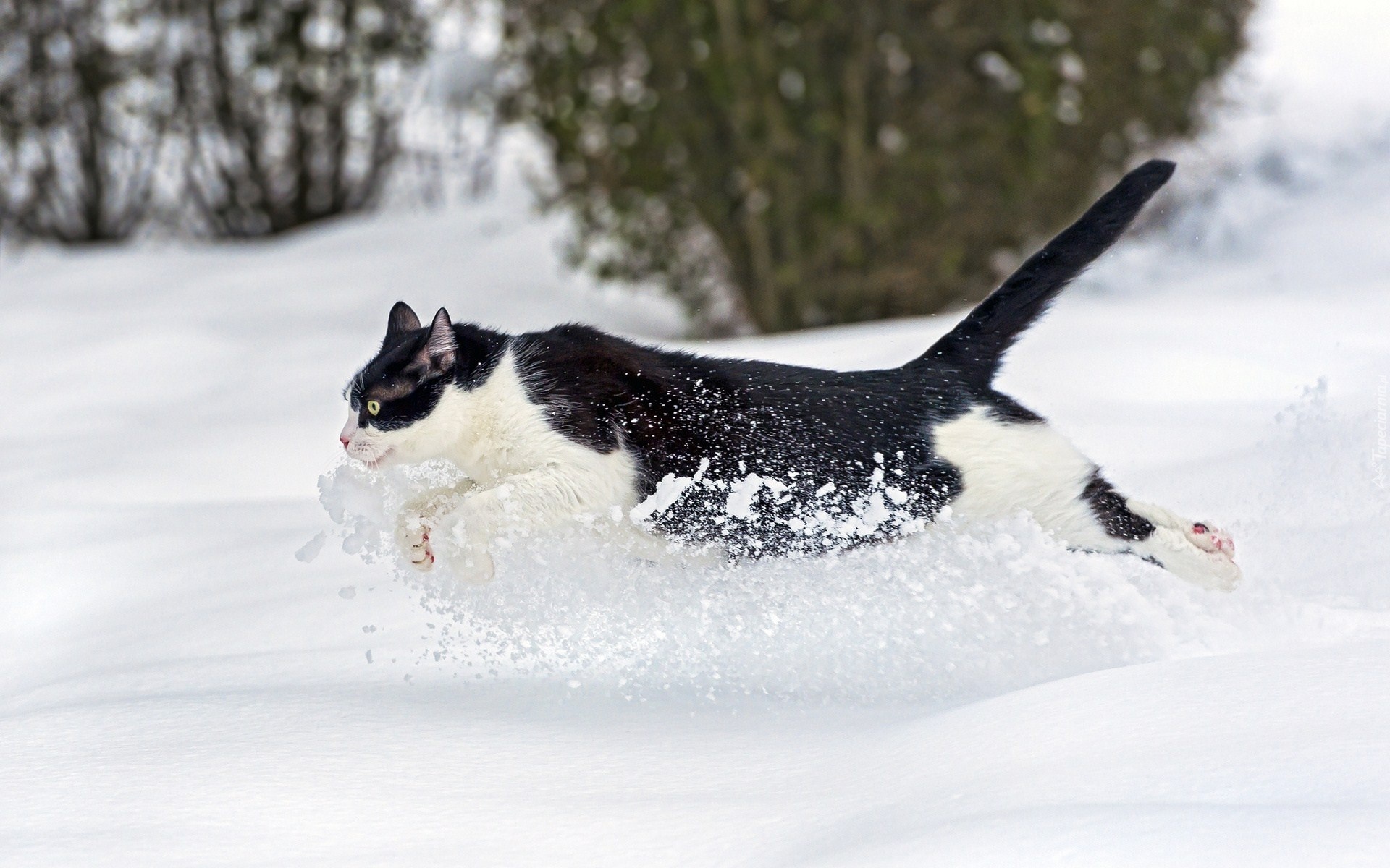 Biegnący, Kot, Śnieg