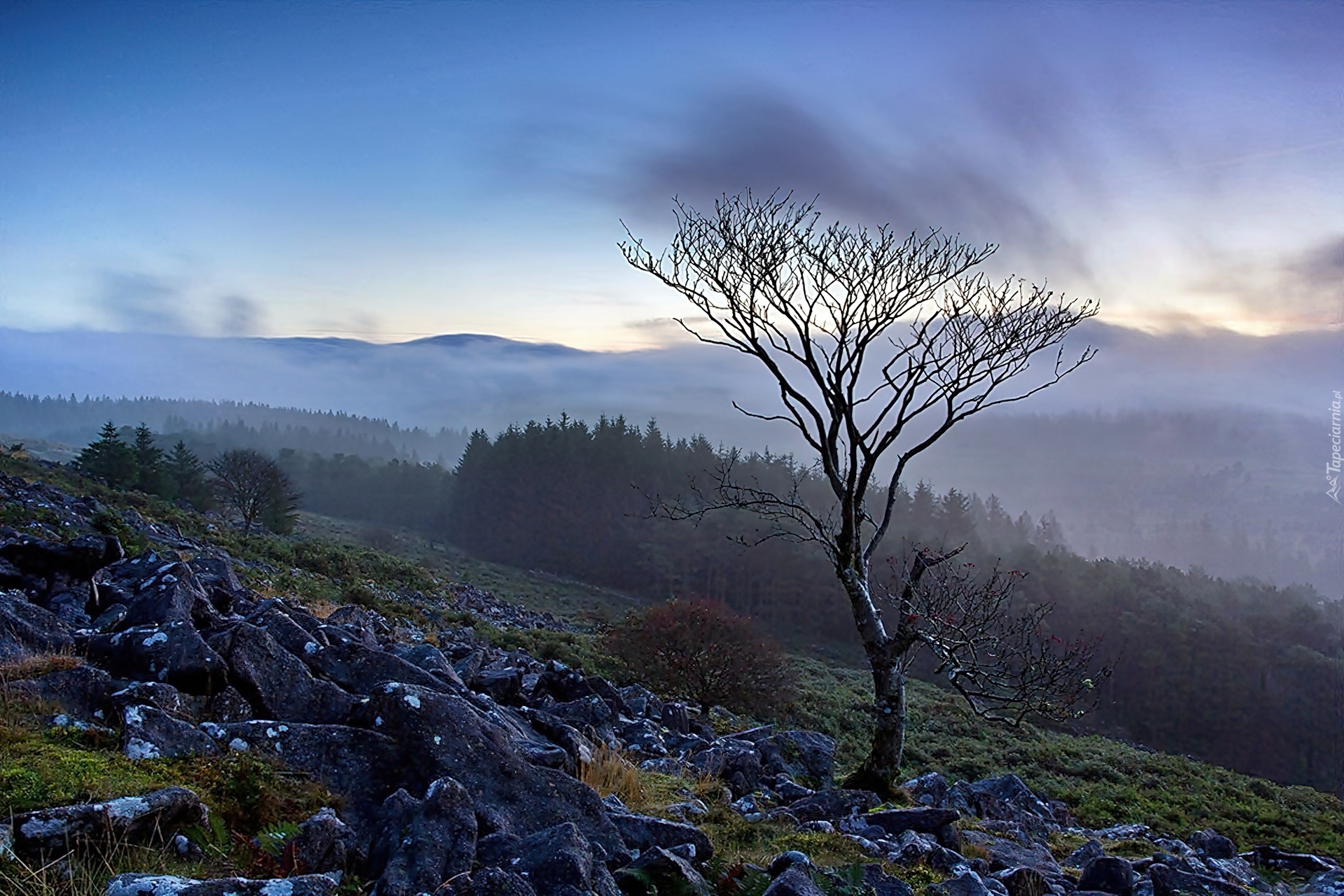 Anglia,  Park Narodowy Dartmoor, Drzewa, Mgła