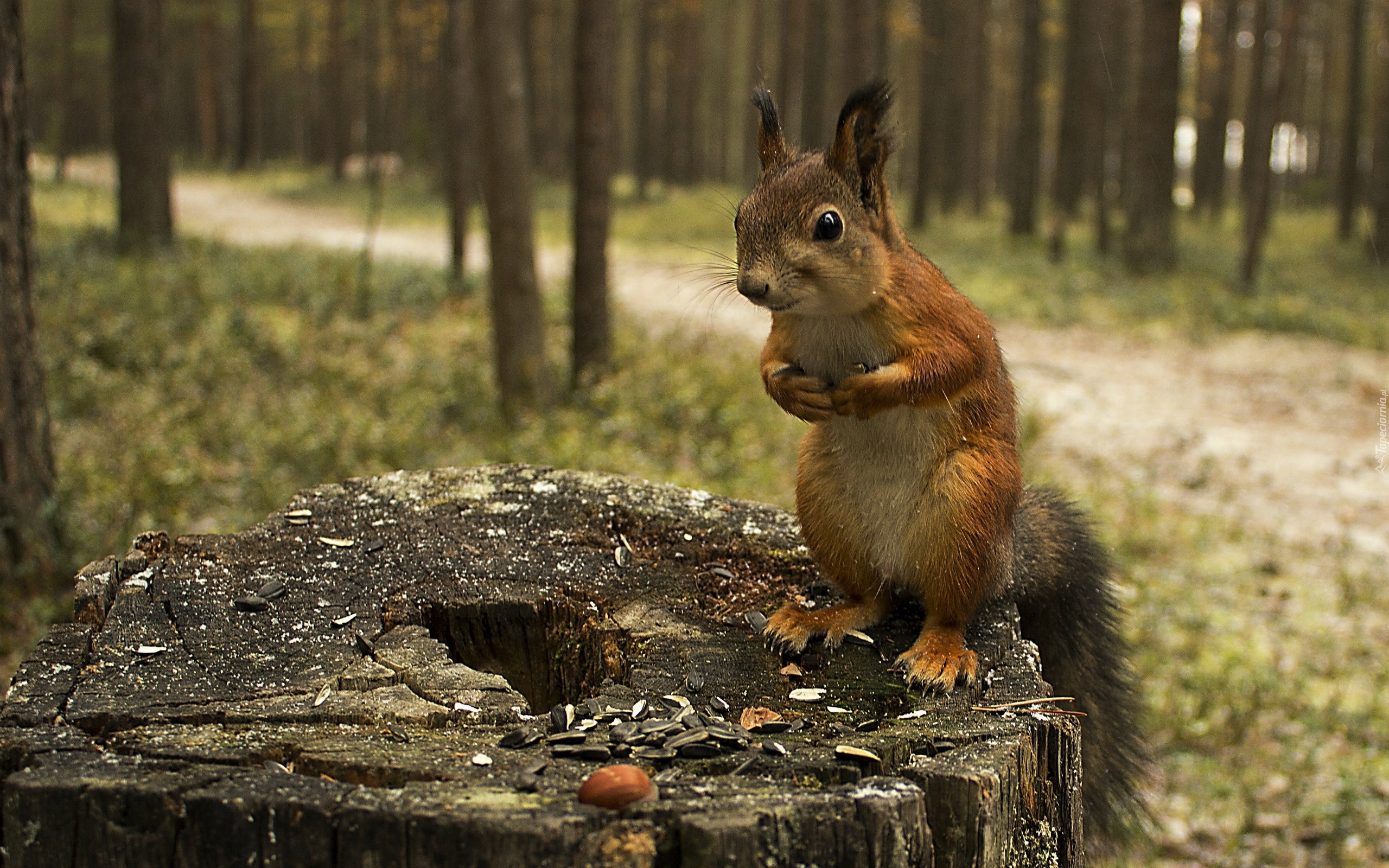 Wiewiórka, Pień, Drzewa, Pestki, Słonecznika, Las