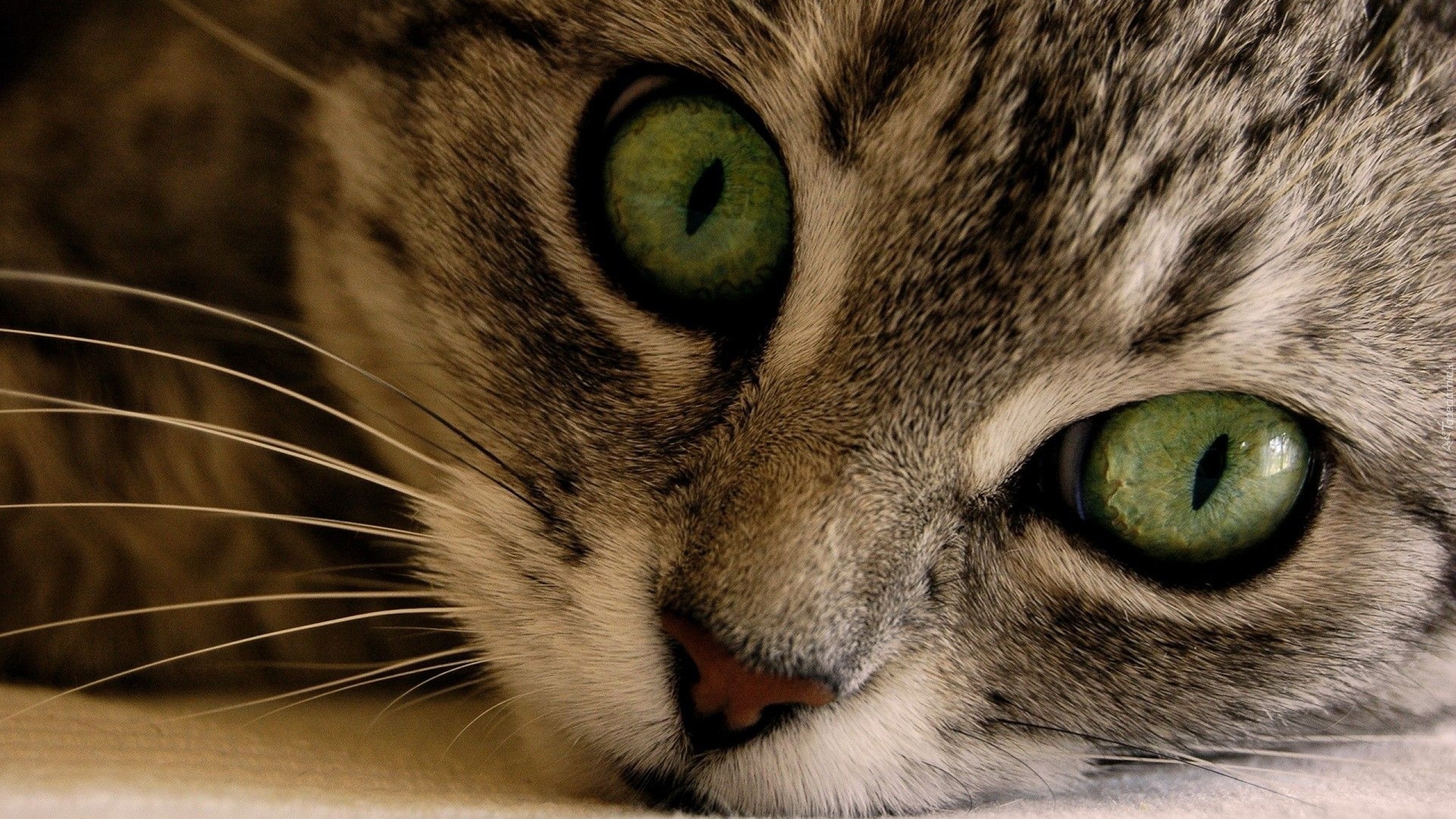 Kotek, Zielone, Oczy