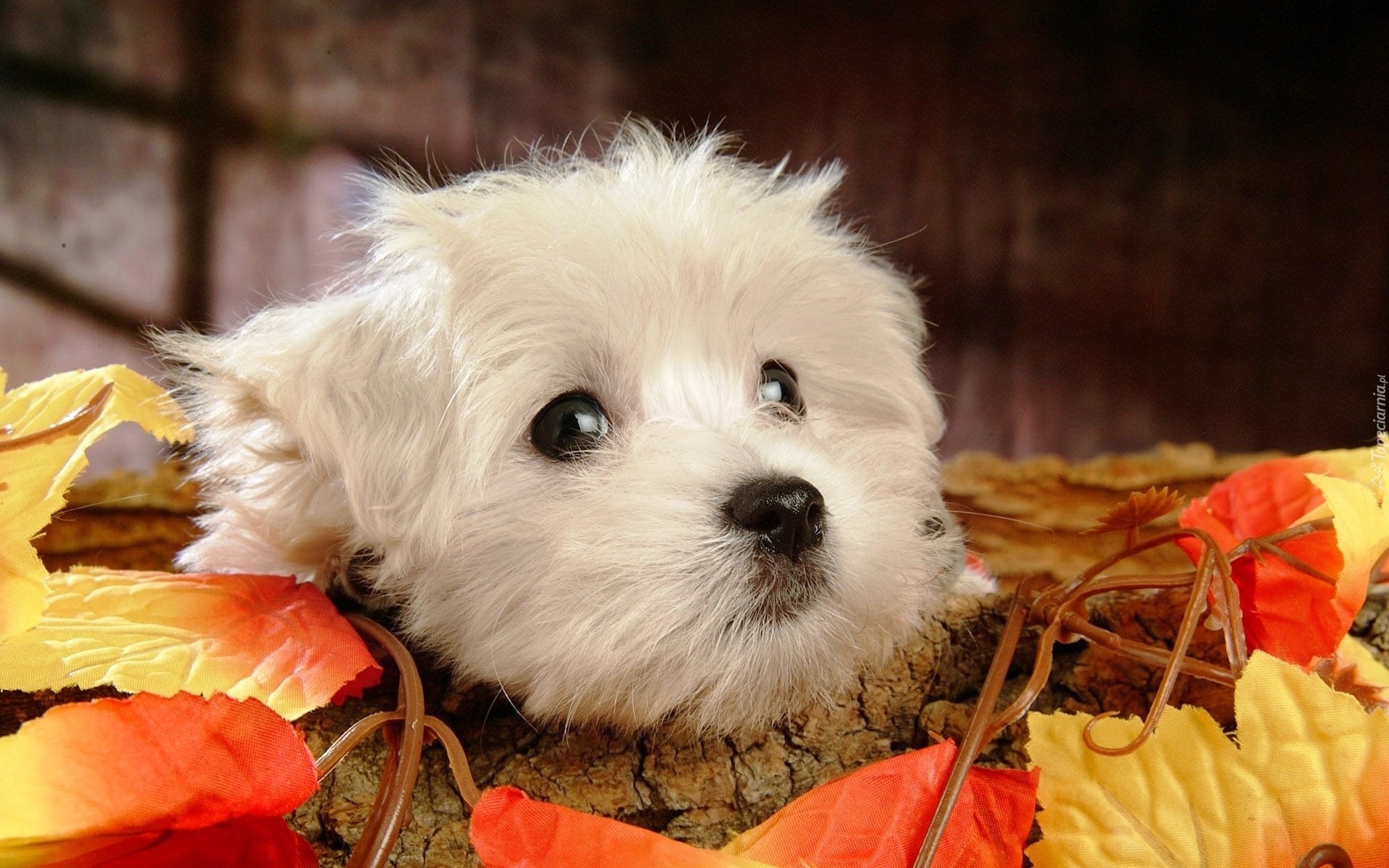 Bichon Frise, Listki