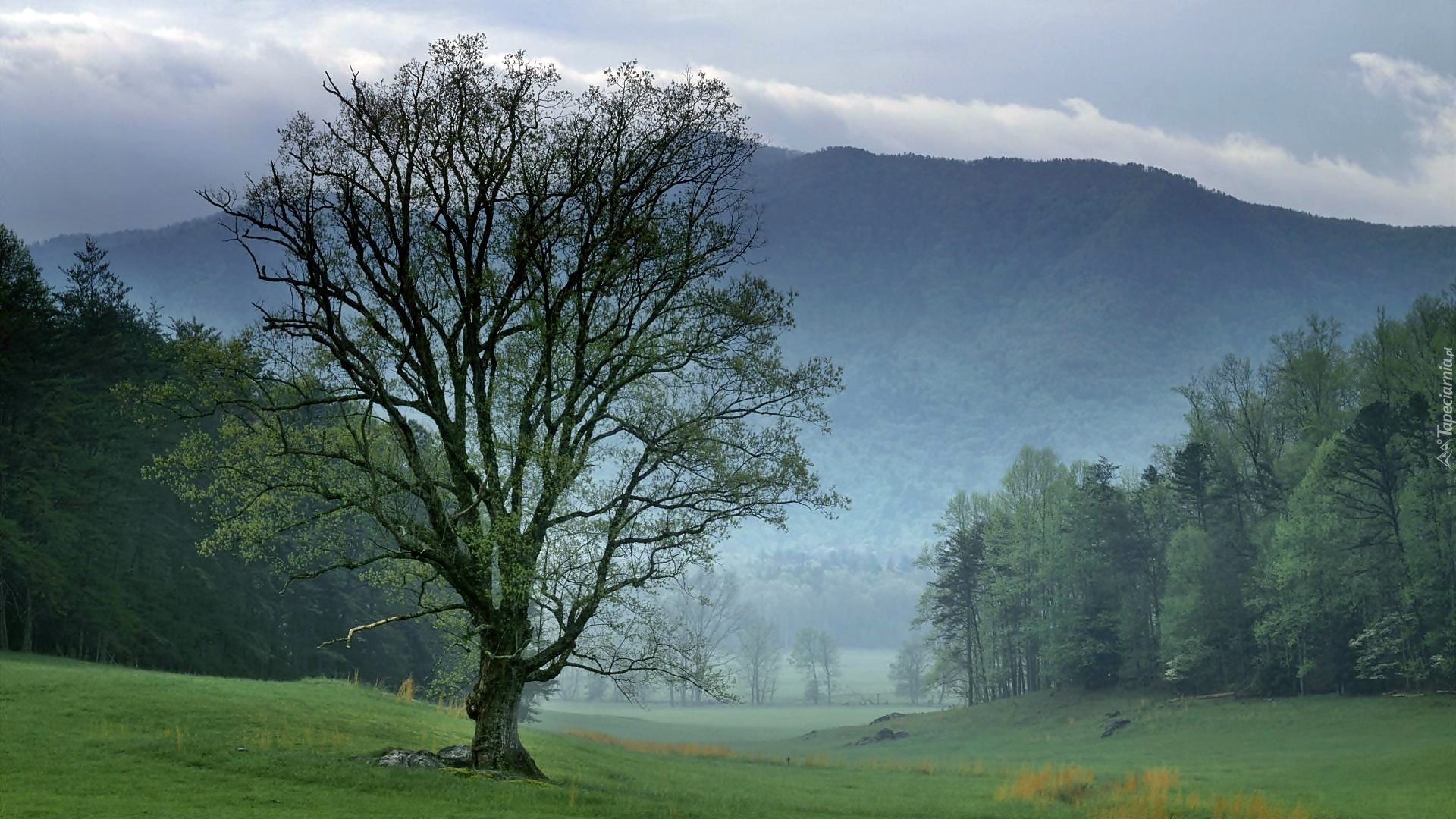 Tennessee, Park, Narodowy, Góry, Las, Łąka, Mgła