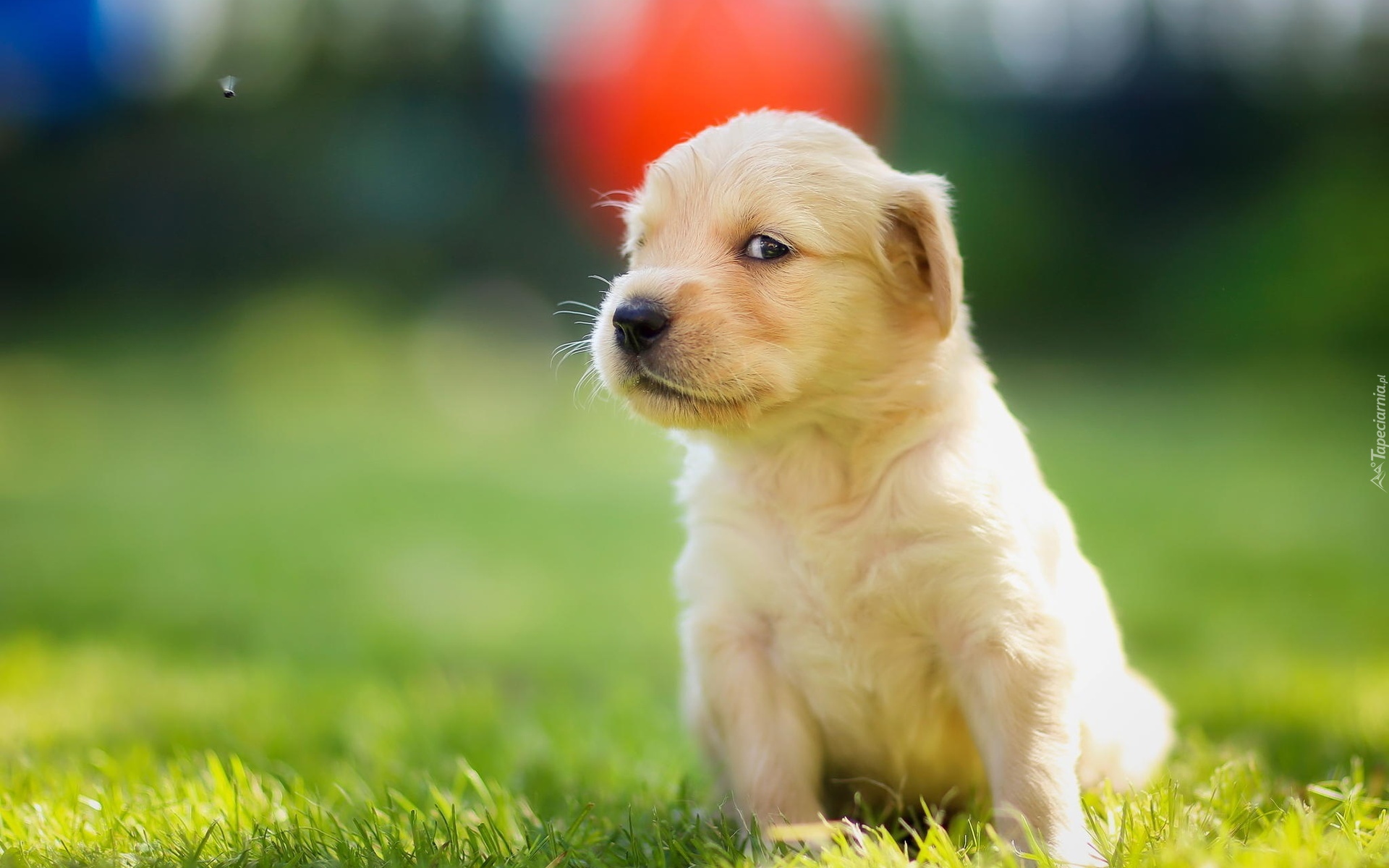 Golden, Retriever, Szczeniaczek, Łąka