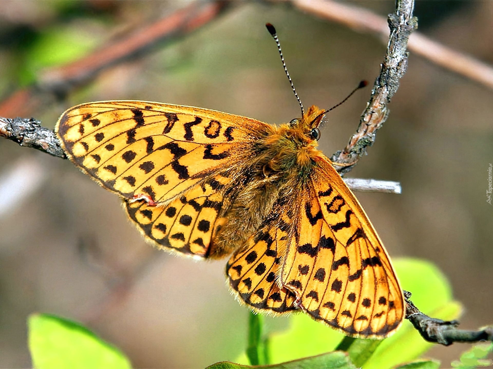 Gałązka, Motyl