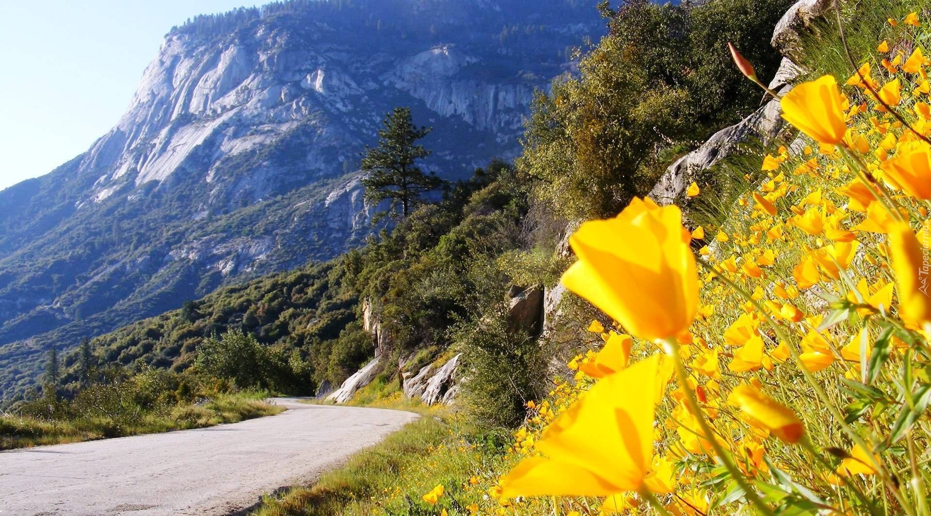 Droga, Góry, Kwiatki
