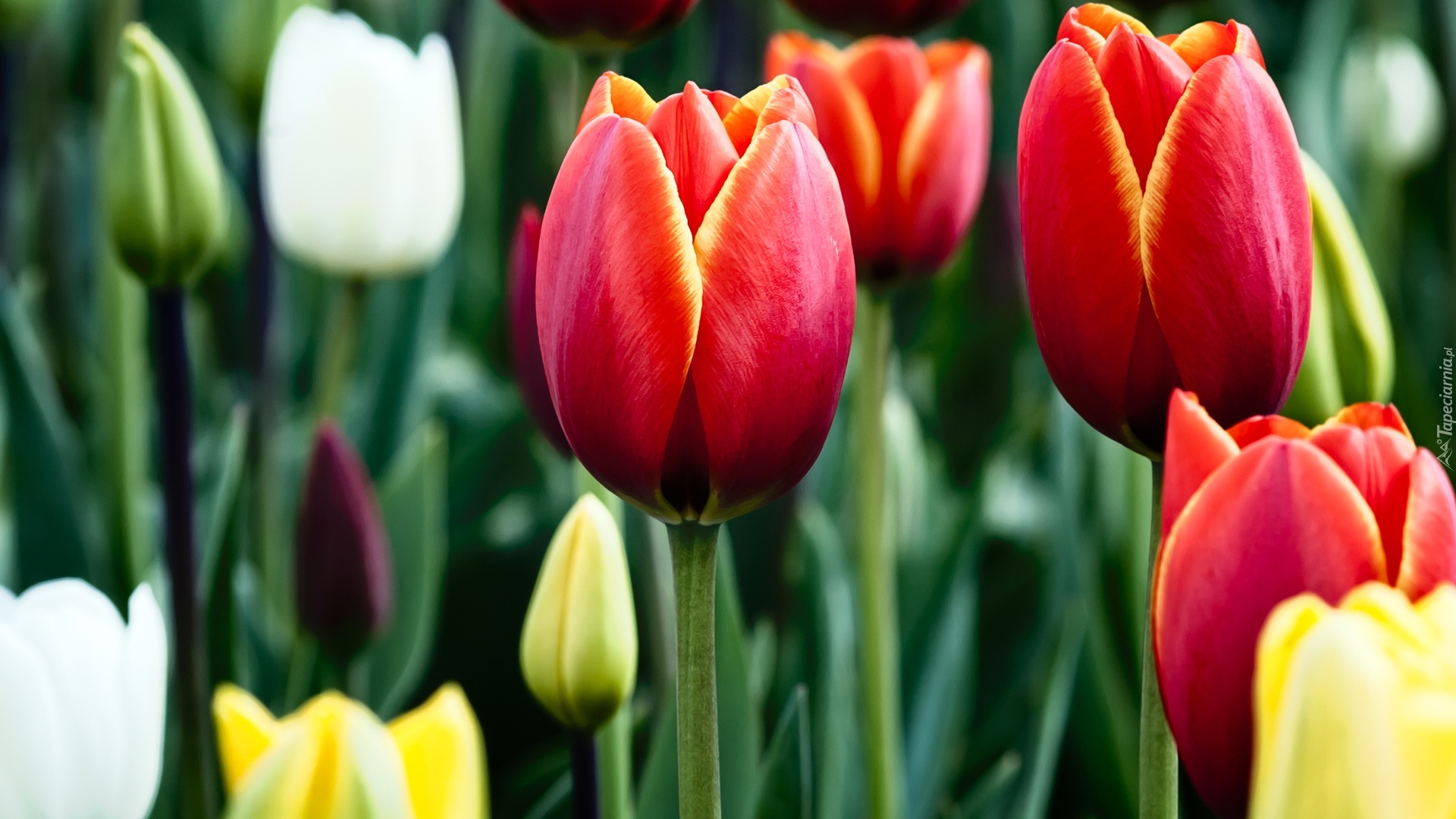 Tulipany, Czerwone, Żółte, Białe