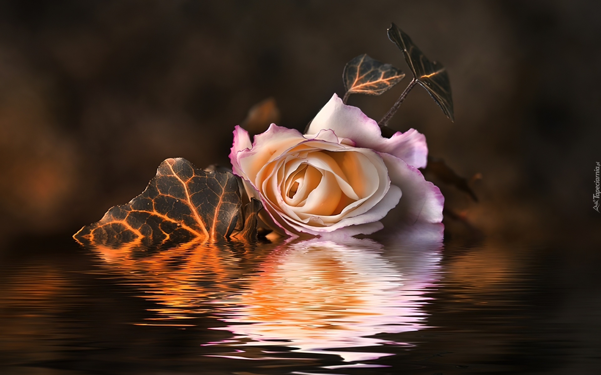 Картинка красивая с добрым вечером нежная. Розы ночью. Добрый вечер цветы красивые. Розы вечер. Розы в воде.