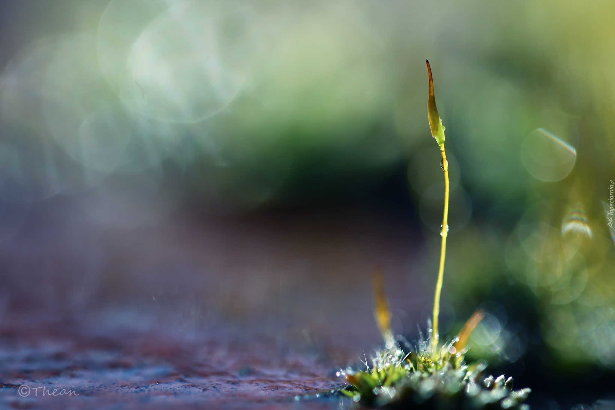 Mech, Porost, Źdźbło, Bokeh