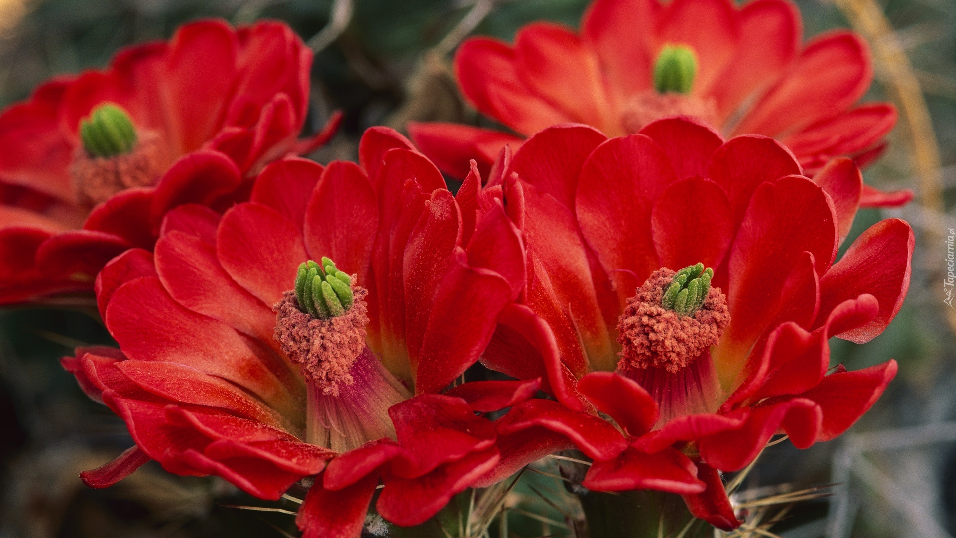Czerwone, Kwiaty, Kaktusa