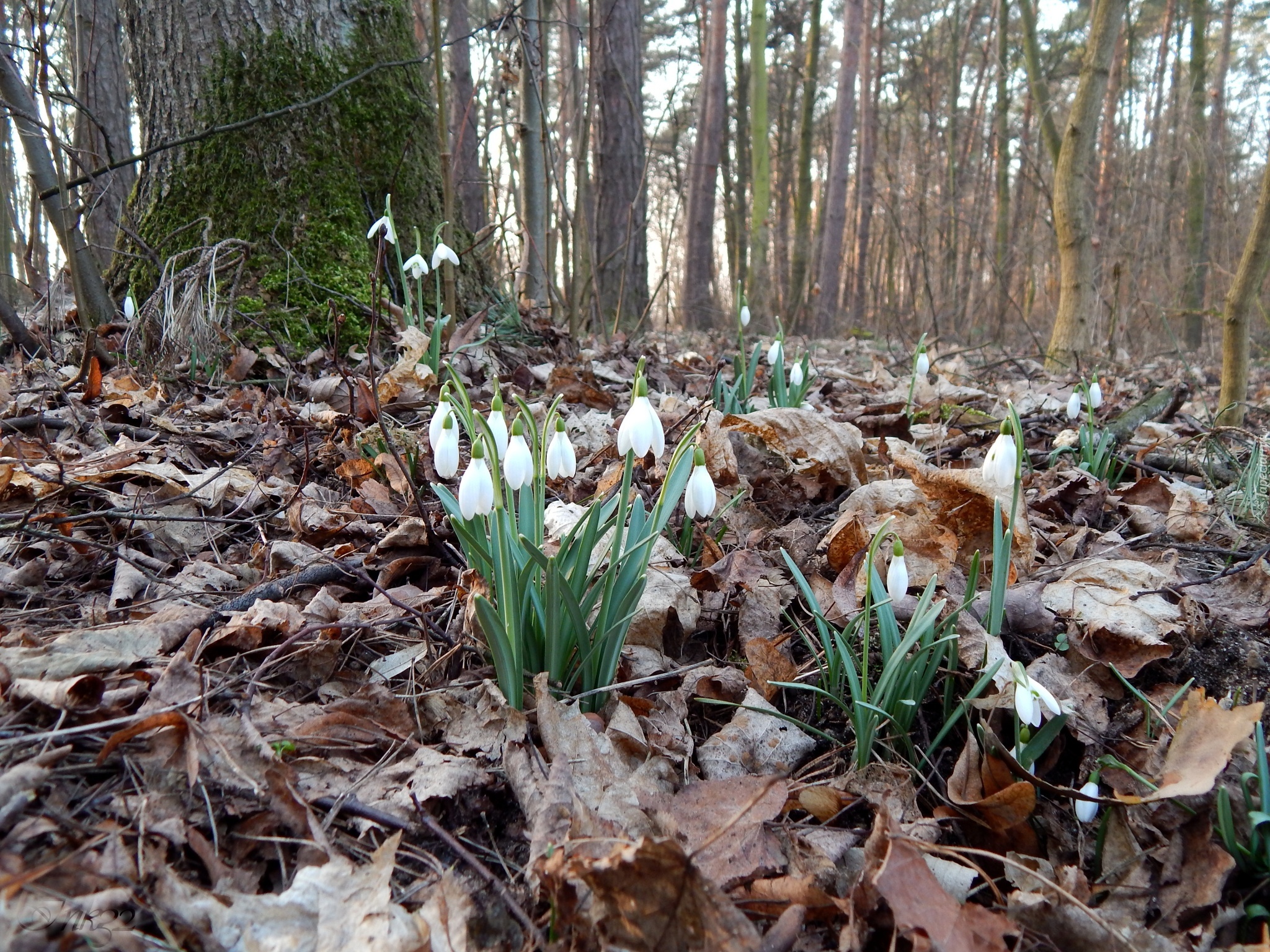 Przebiśniegi, Liście, Las, Drzewa