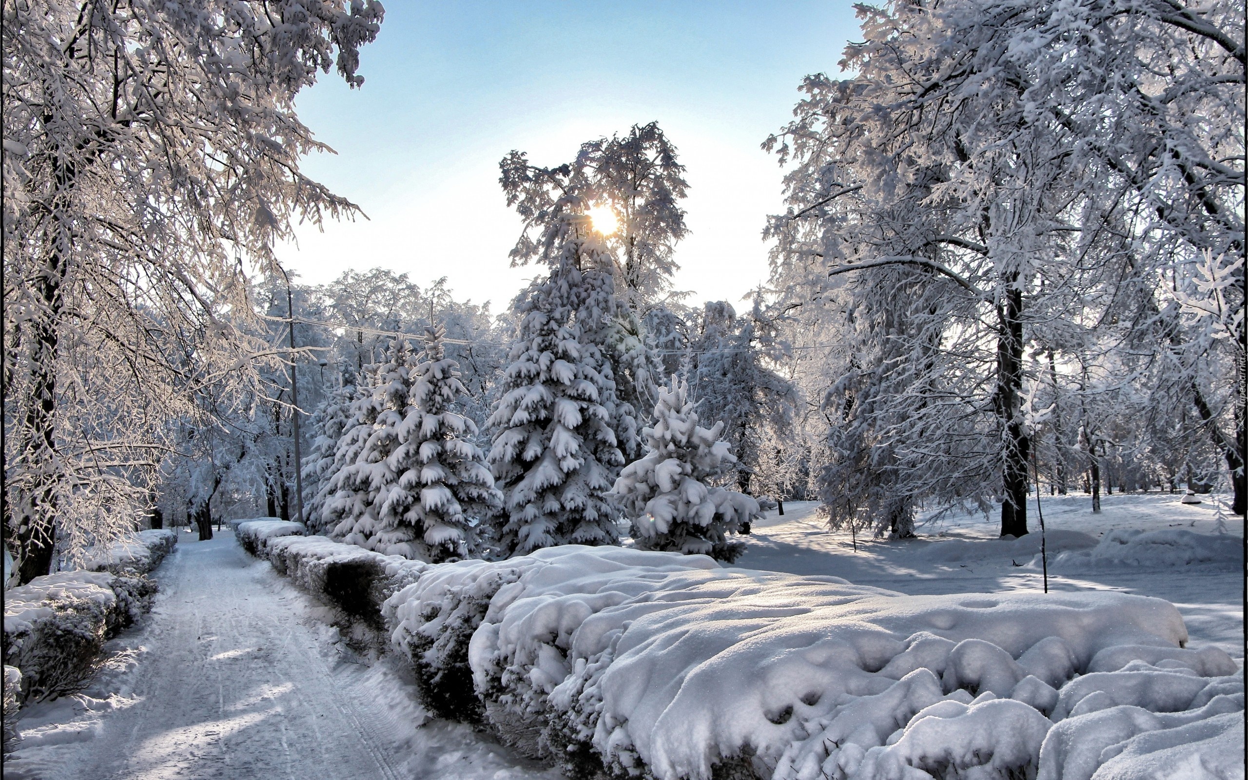 Park, Alejki, Drzewa, Promienie, Słońca, Zima