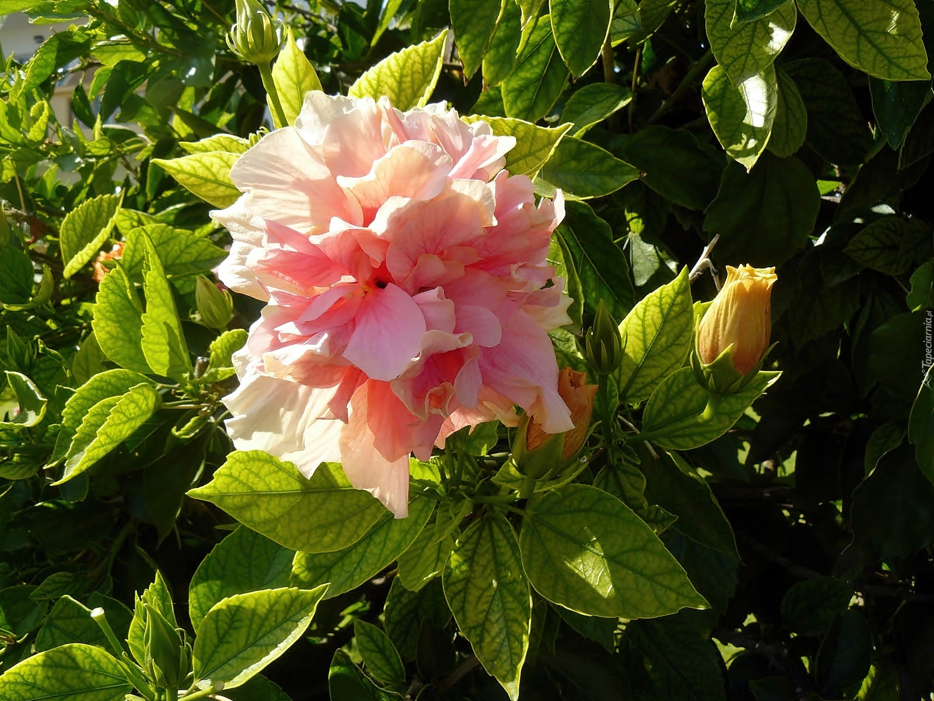 Hibiskus pełny, Światło