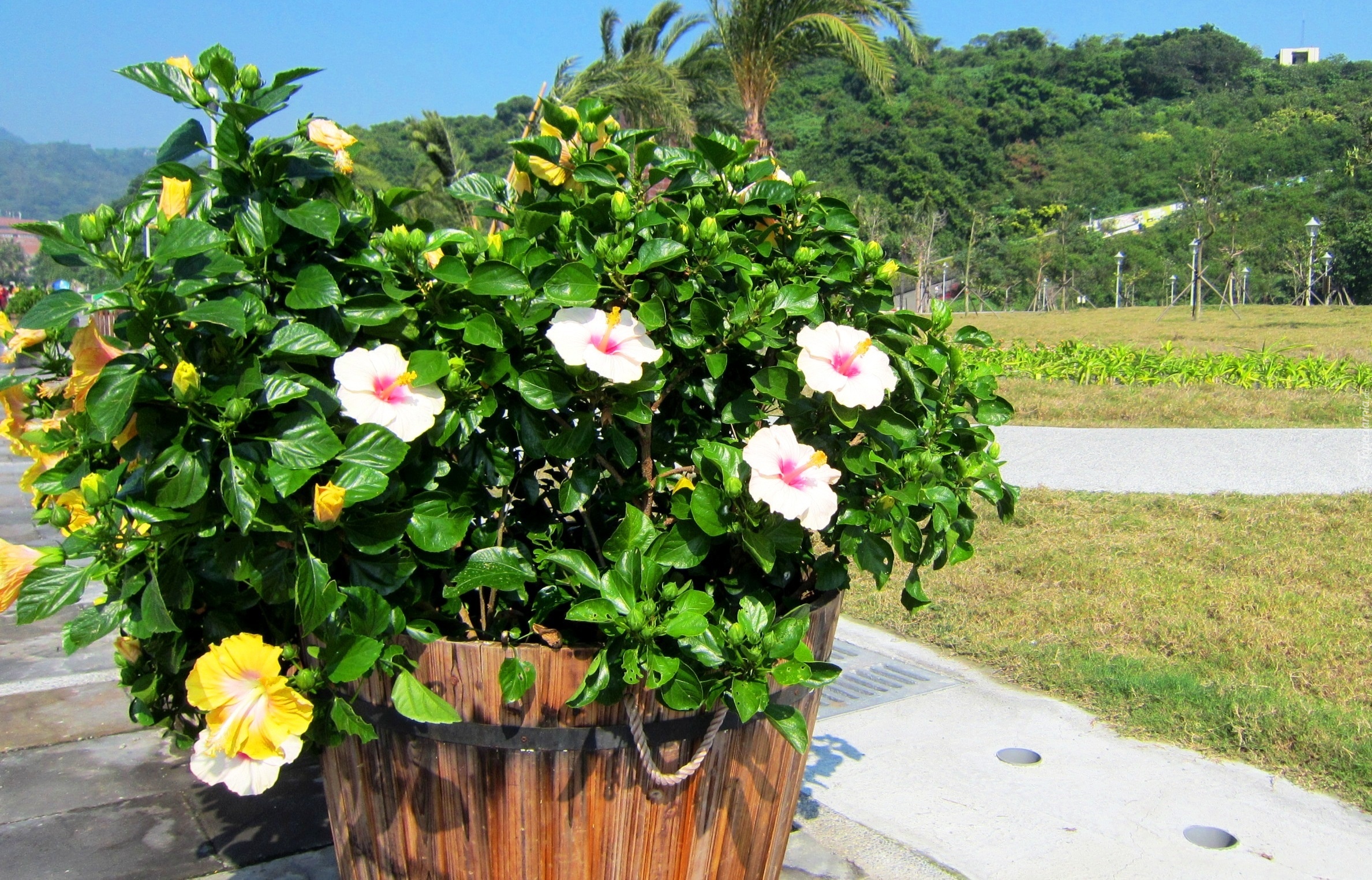 Park, Kwiatki, Hibiskusy, Ketmia, Donica