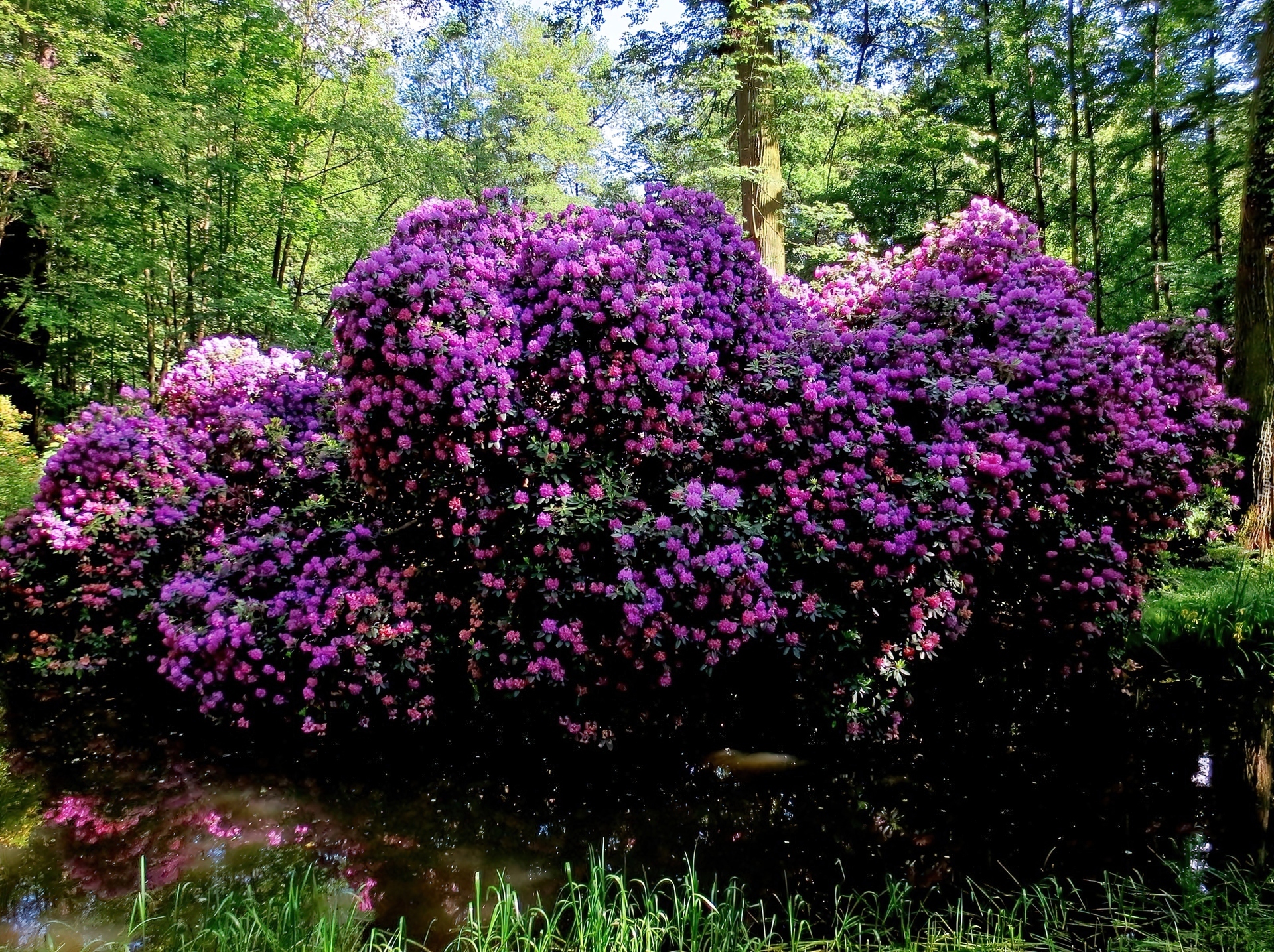 Park, Zamkowy, Moszna, Staw, Rododendrony, Przebijające, Światło