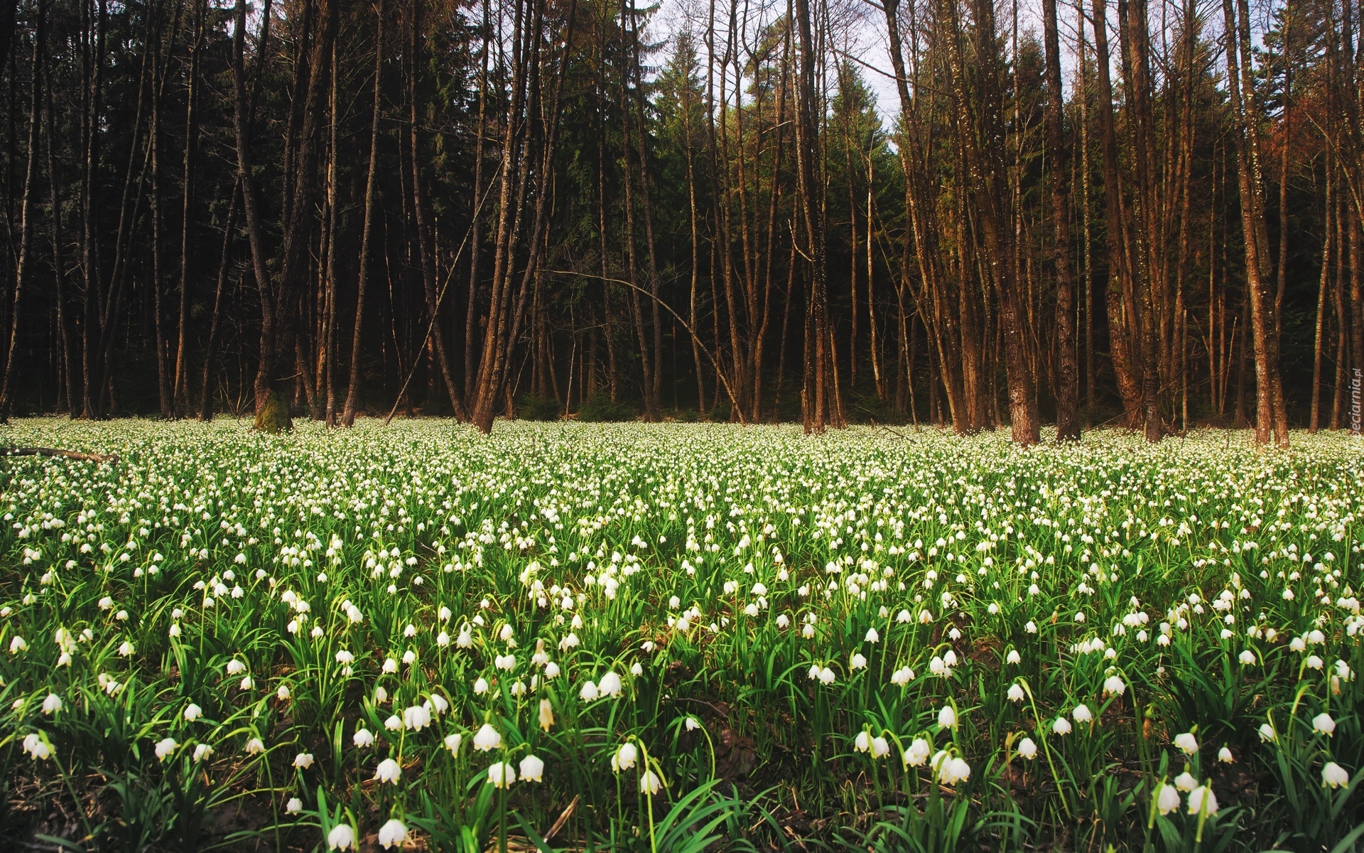 Przebiśniegi, Las