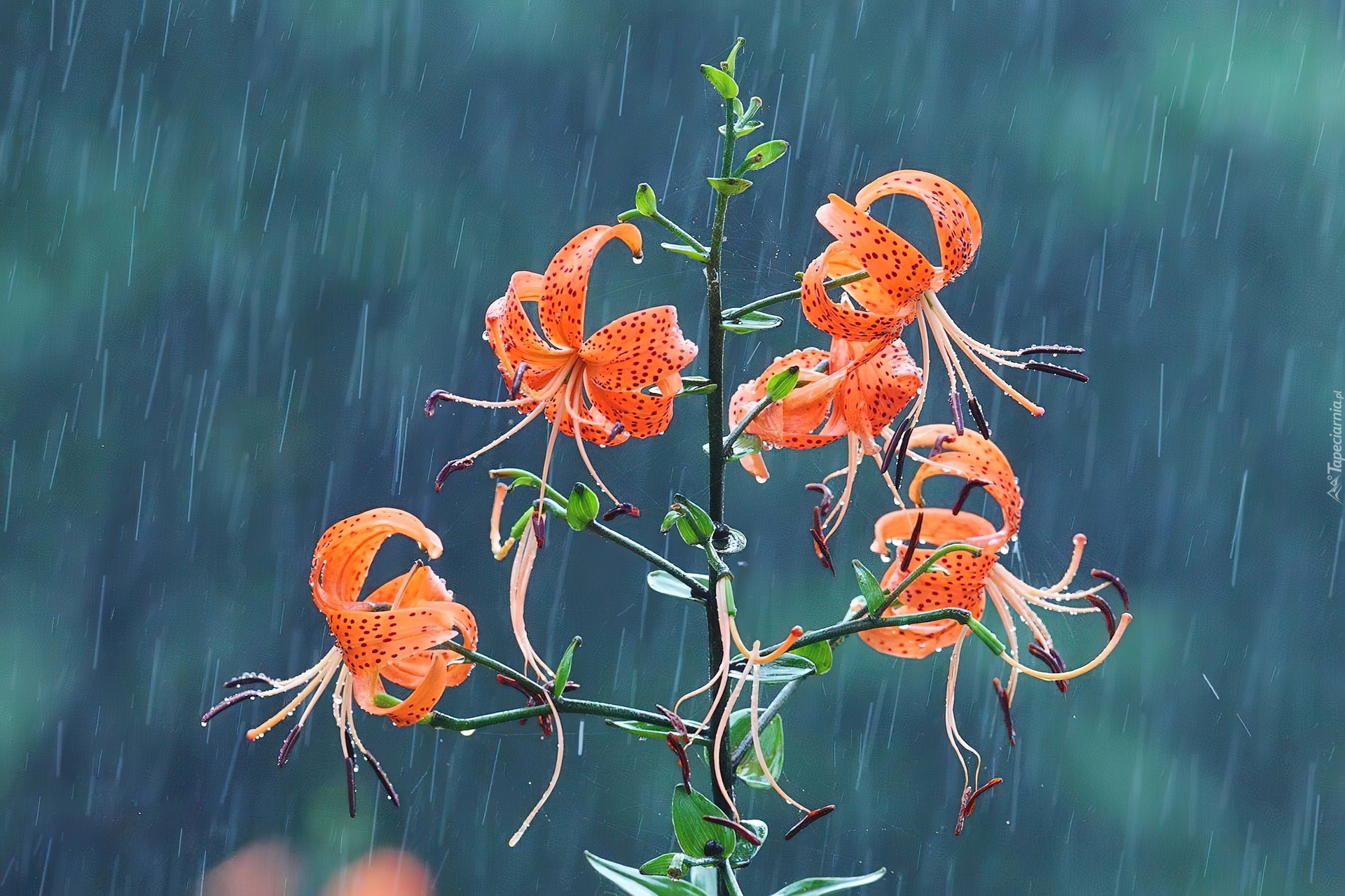 Deszcz, Lilia tygrysia