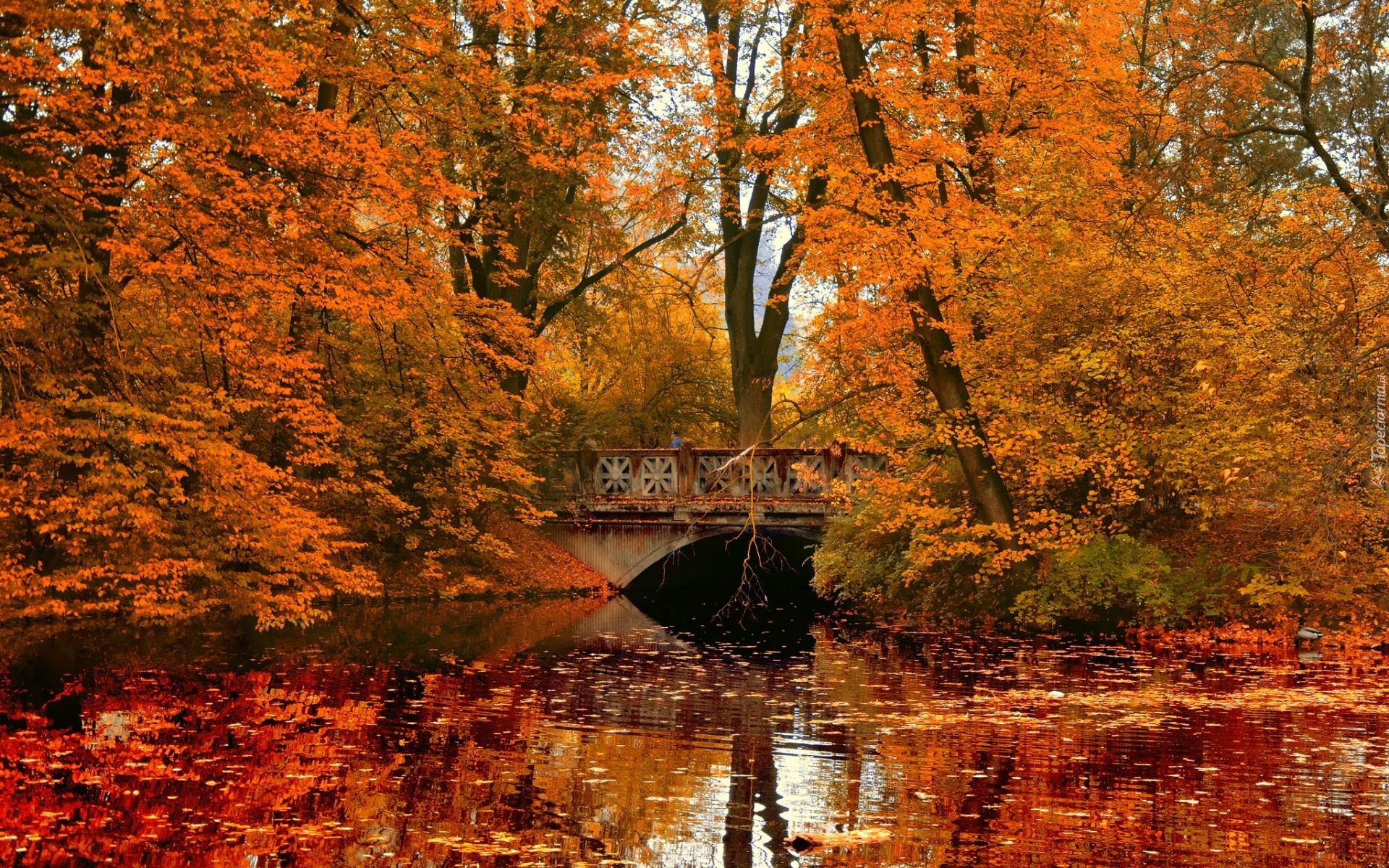 Rzeka, Most, Liście, Park, Jesień