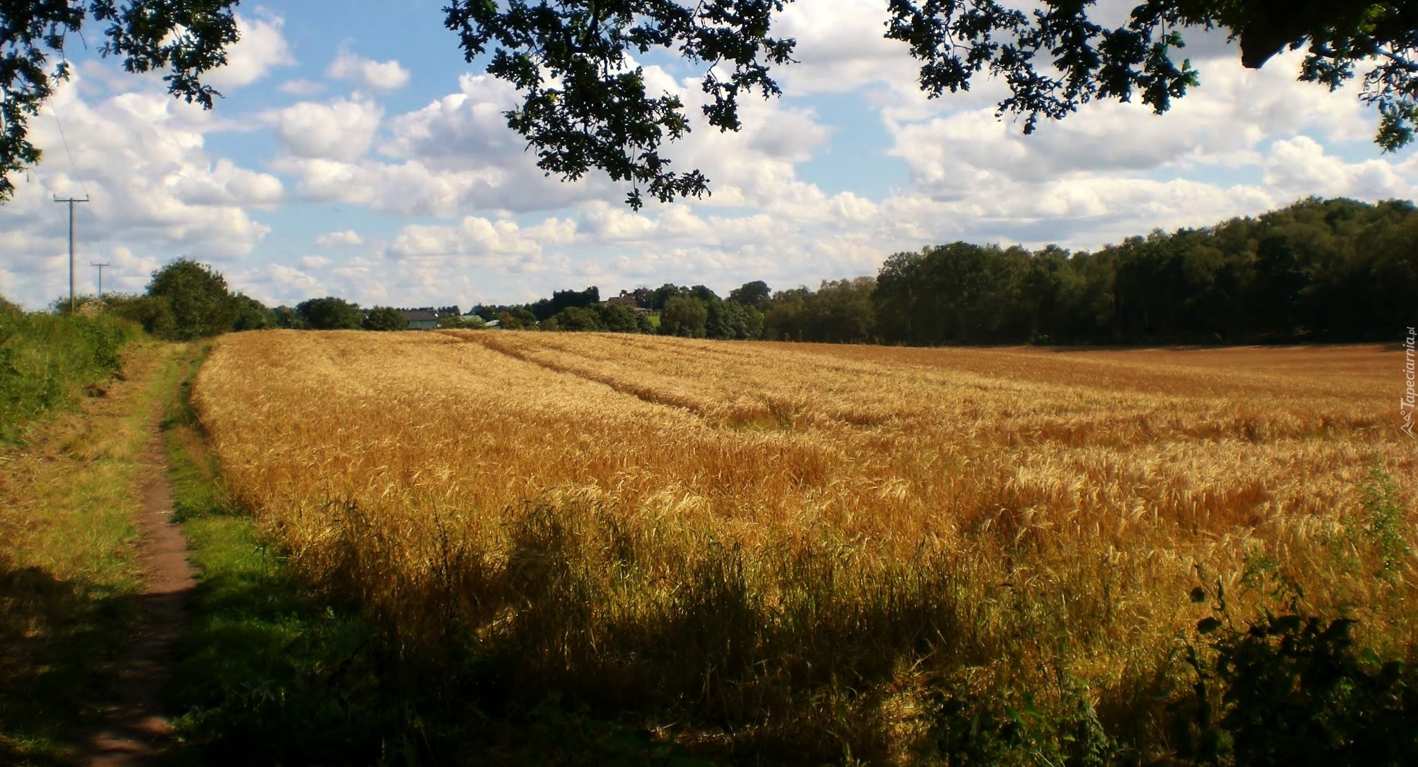 Pole, Zboże, Niebo