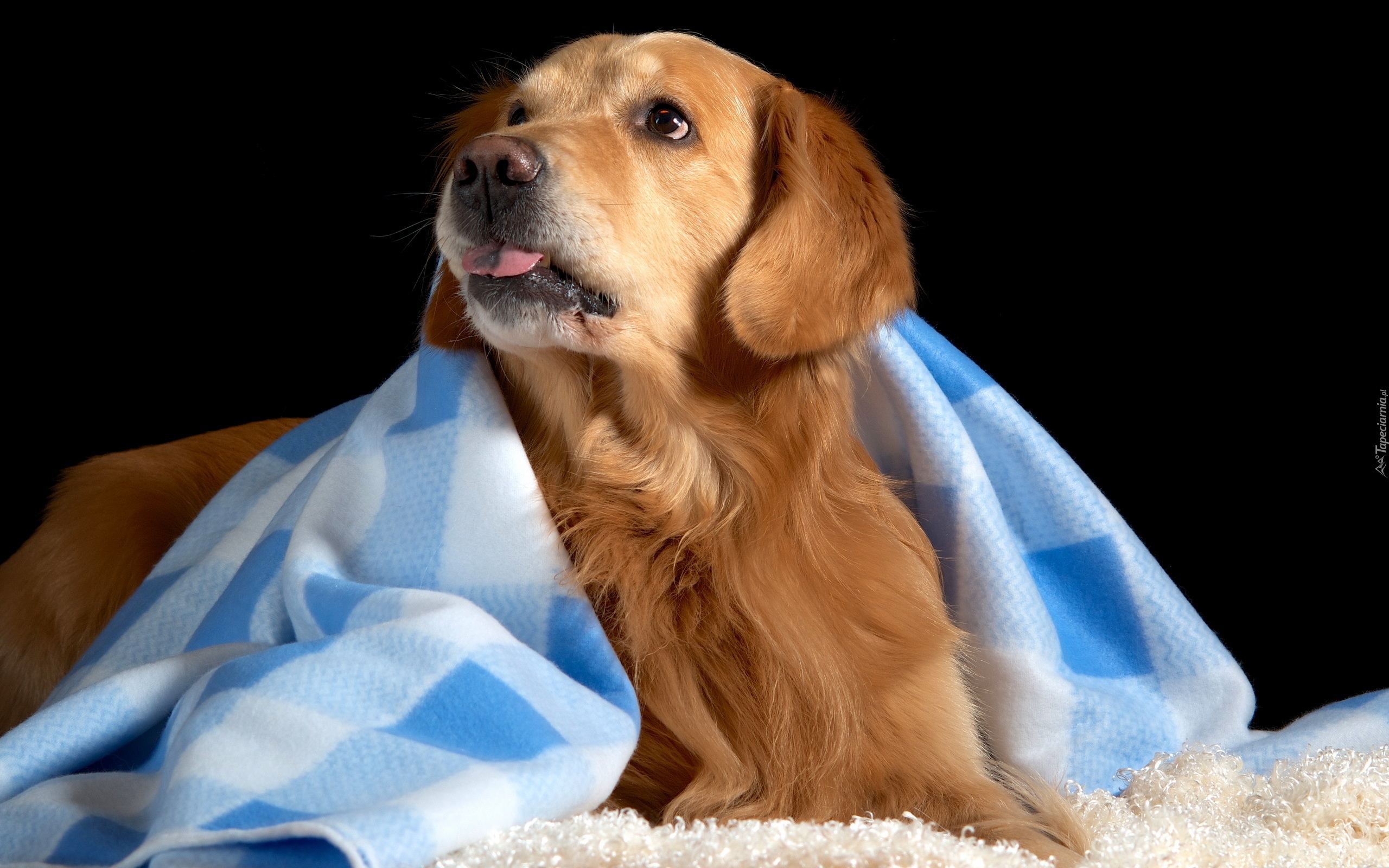 Golden Retriever, Język, Kocyk