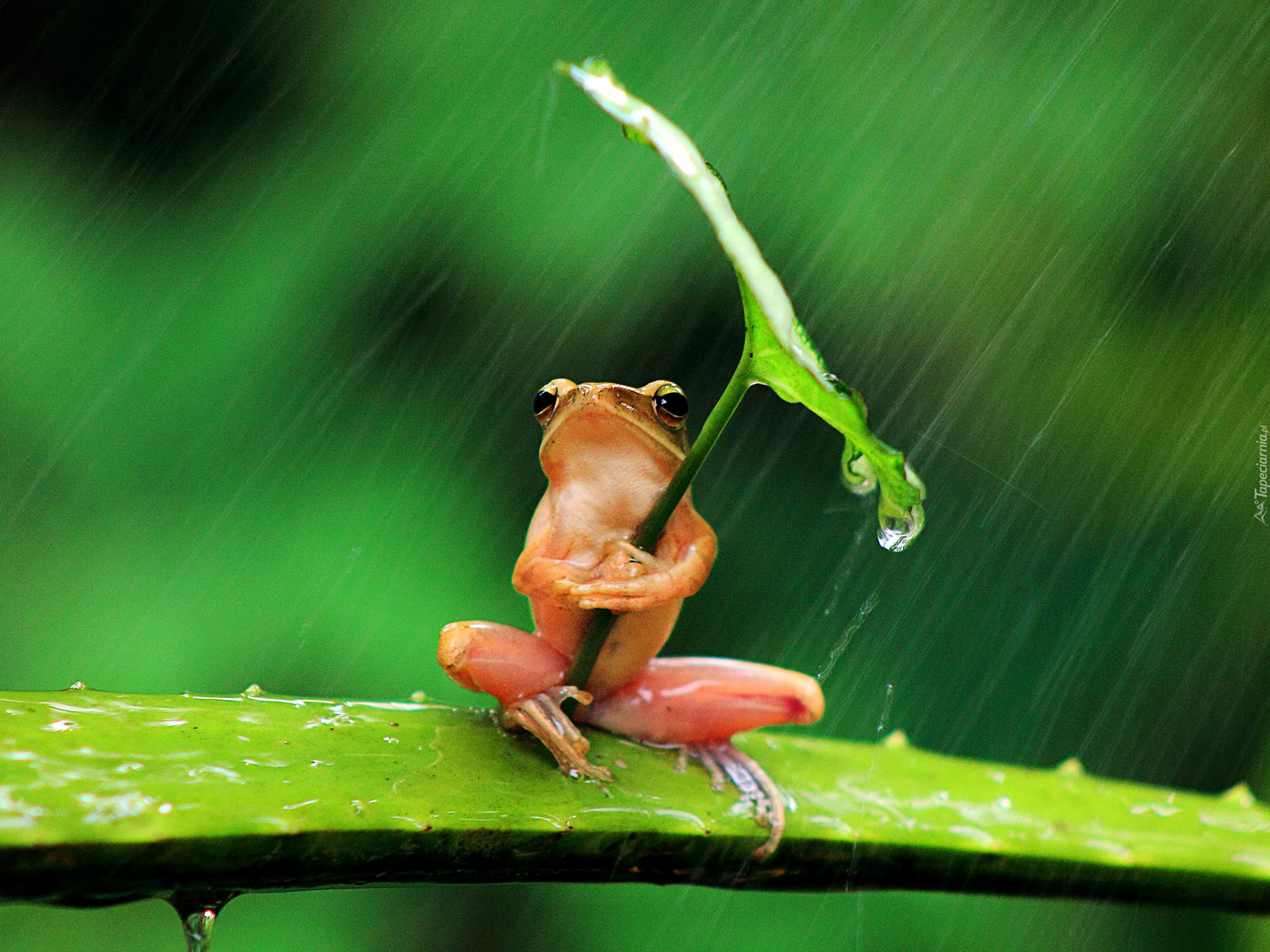 Żaba, Deszcz, Liść