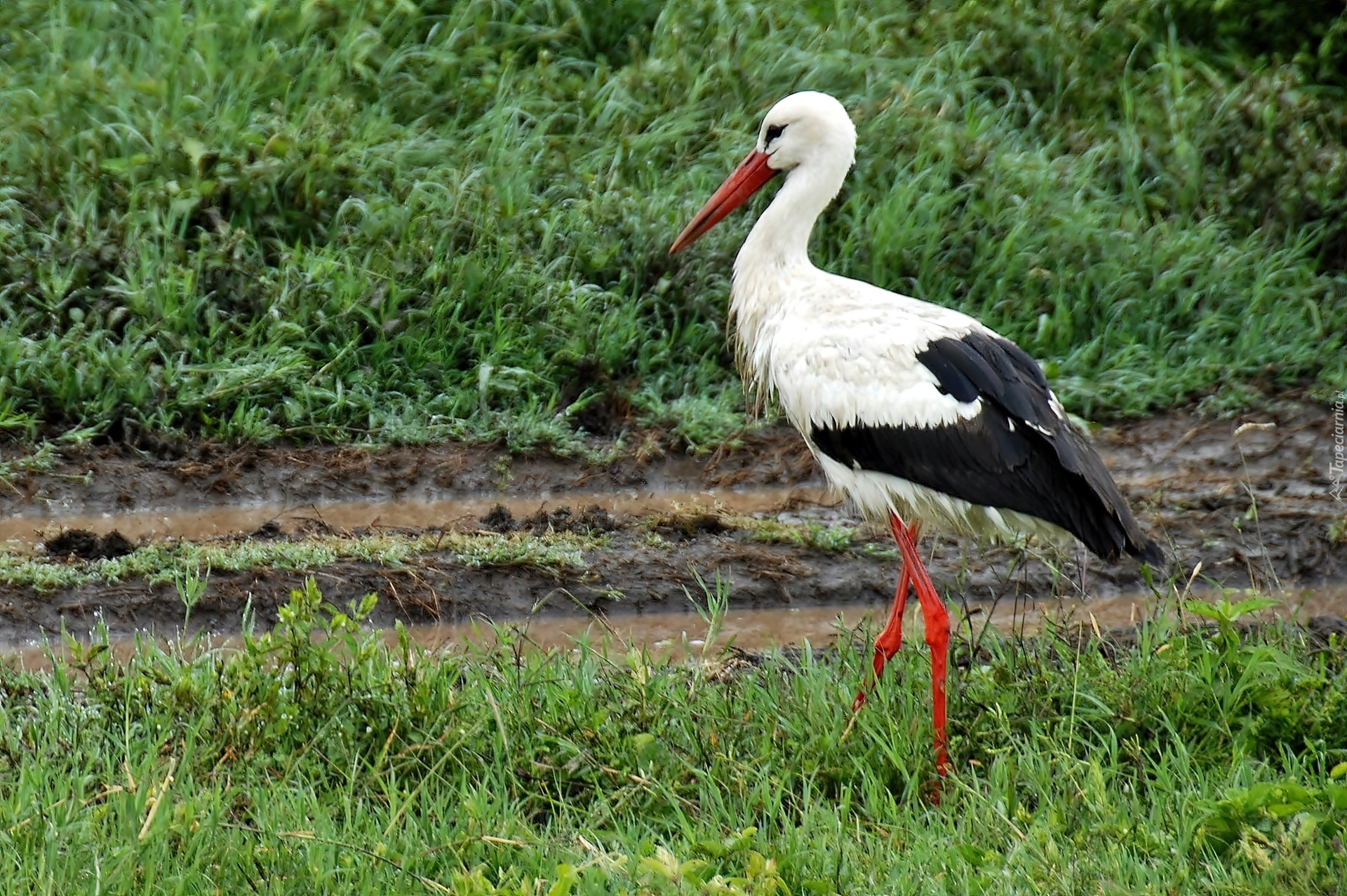 Łąka, Bocian, Narodowy, Park, Serengeti