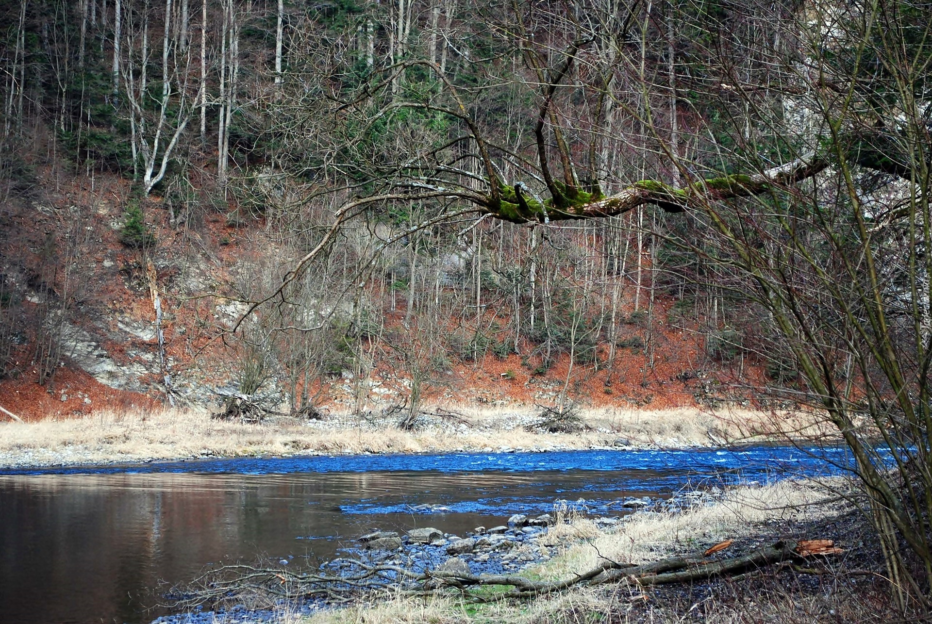 Góry, Pieniny, Skarpa, Las, Rzeka, Dunajec, Wiosna