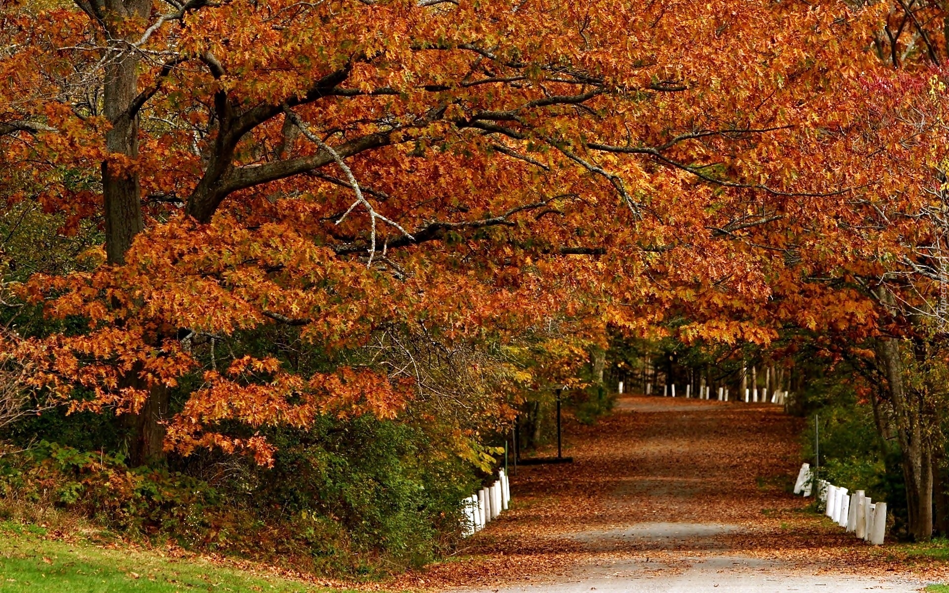 Jesień, Park, Aleja