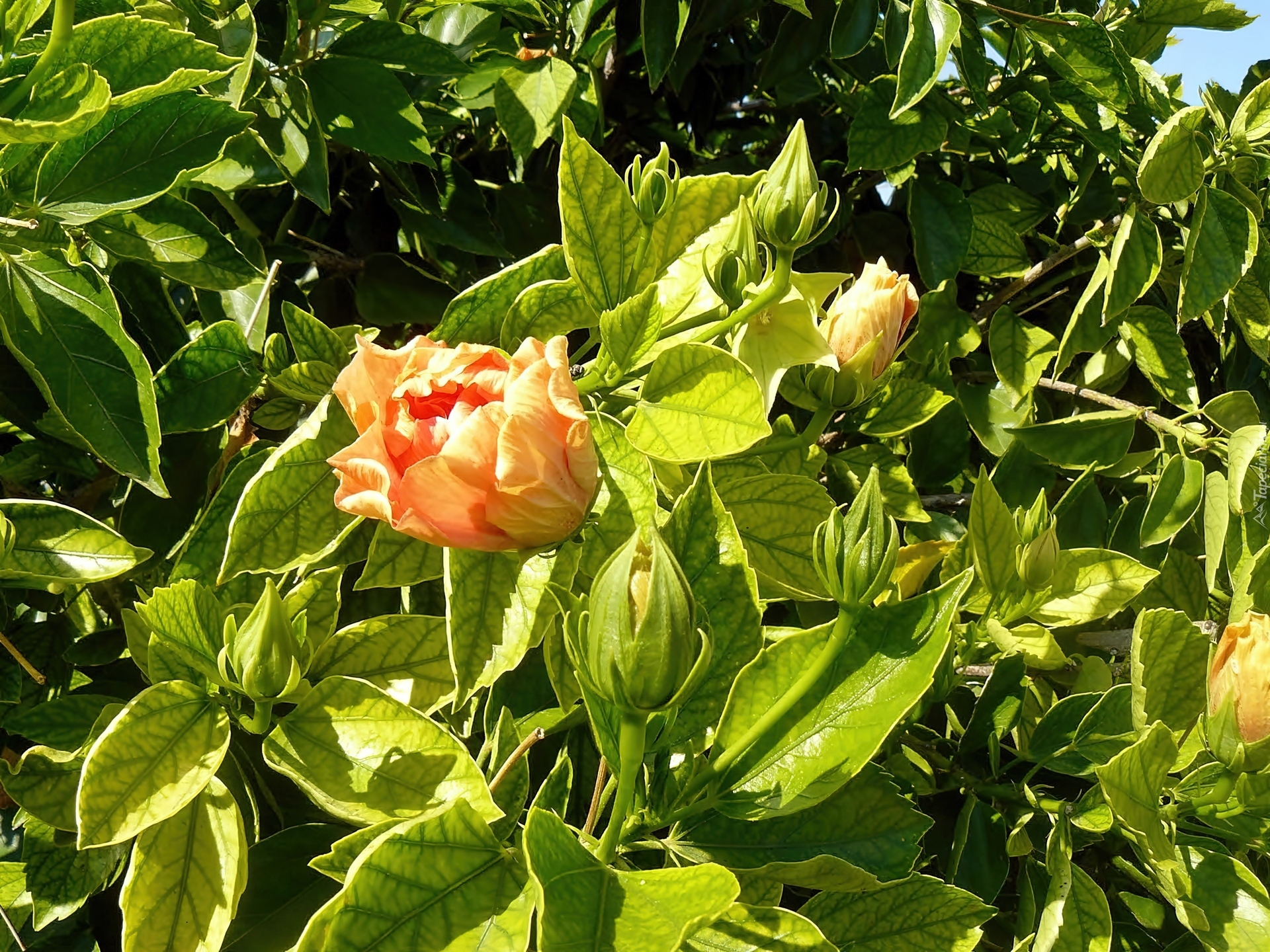 Hibiskus, Pełny, Światło, Cień