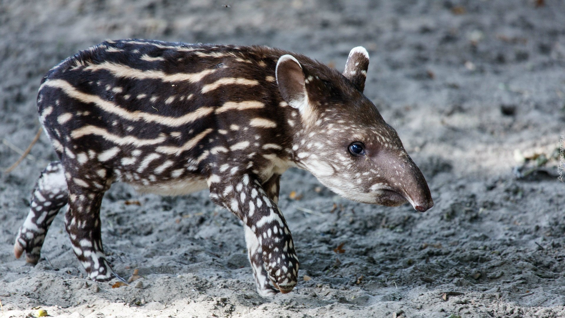 Młody, Tapir