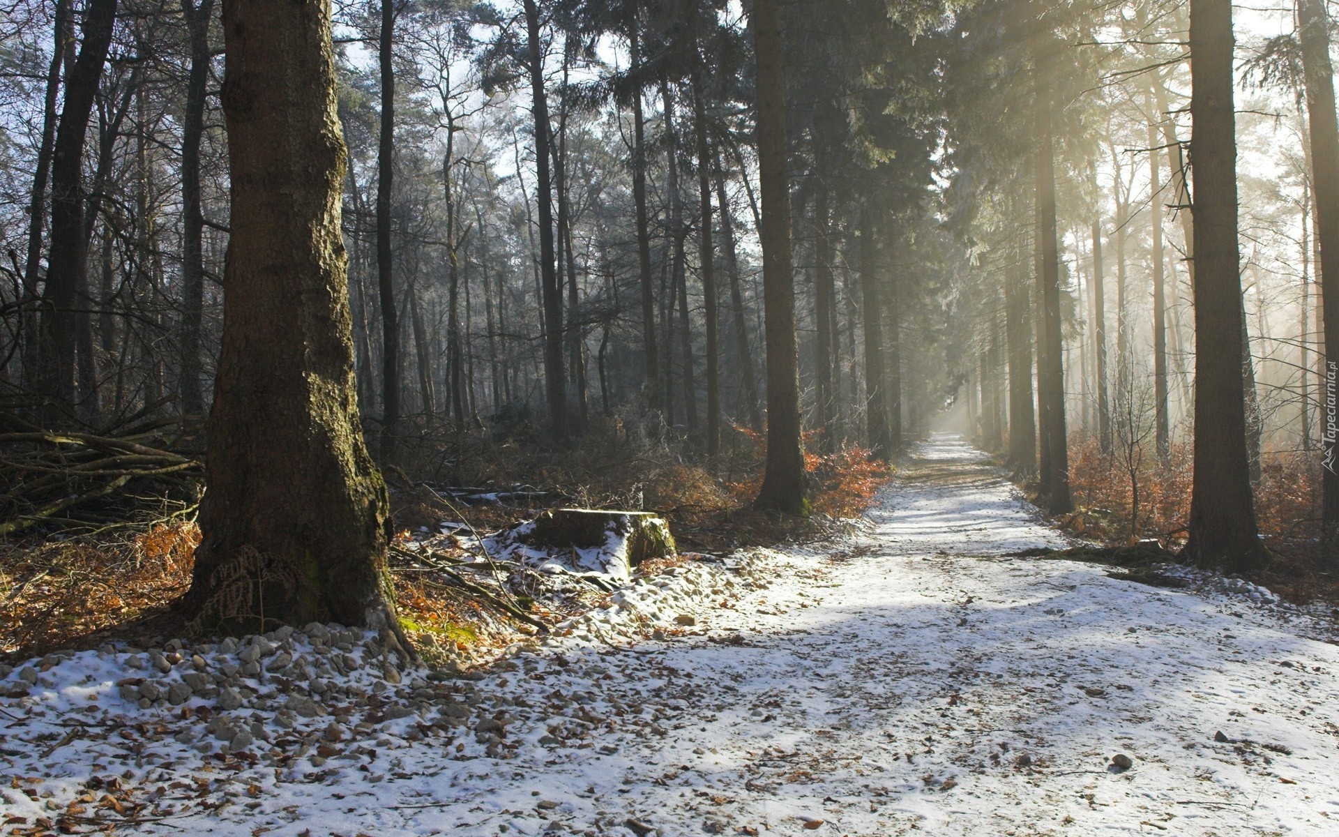 Las, Droga, Śnieg, Przebijające, Światło