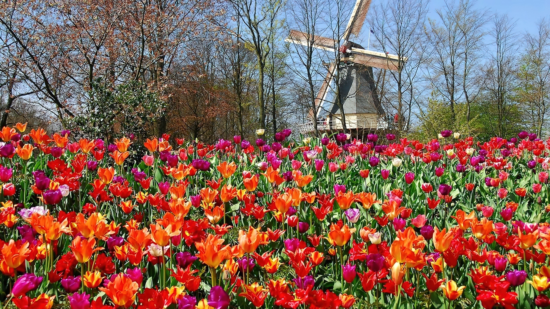 Park, Tulipany, Wiatrak, Lisse