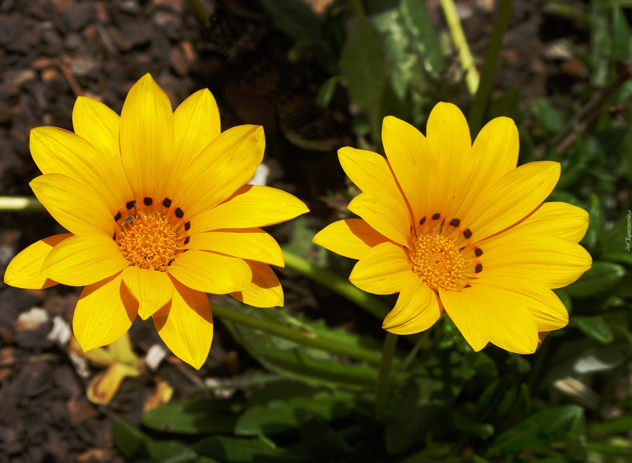 Gazania, Lśniąca