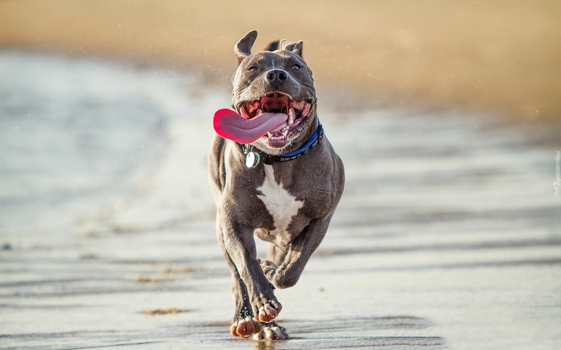 Pies, Pit Bull, Język, Plaża